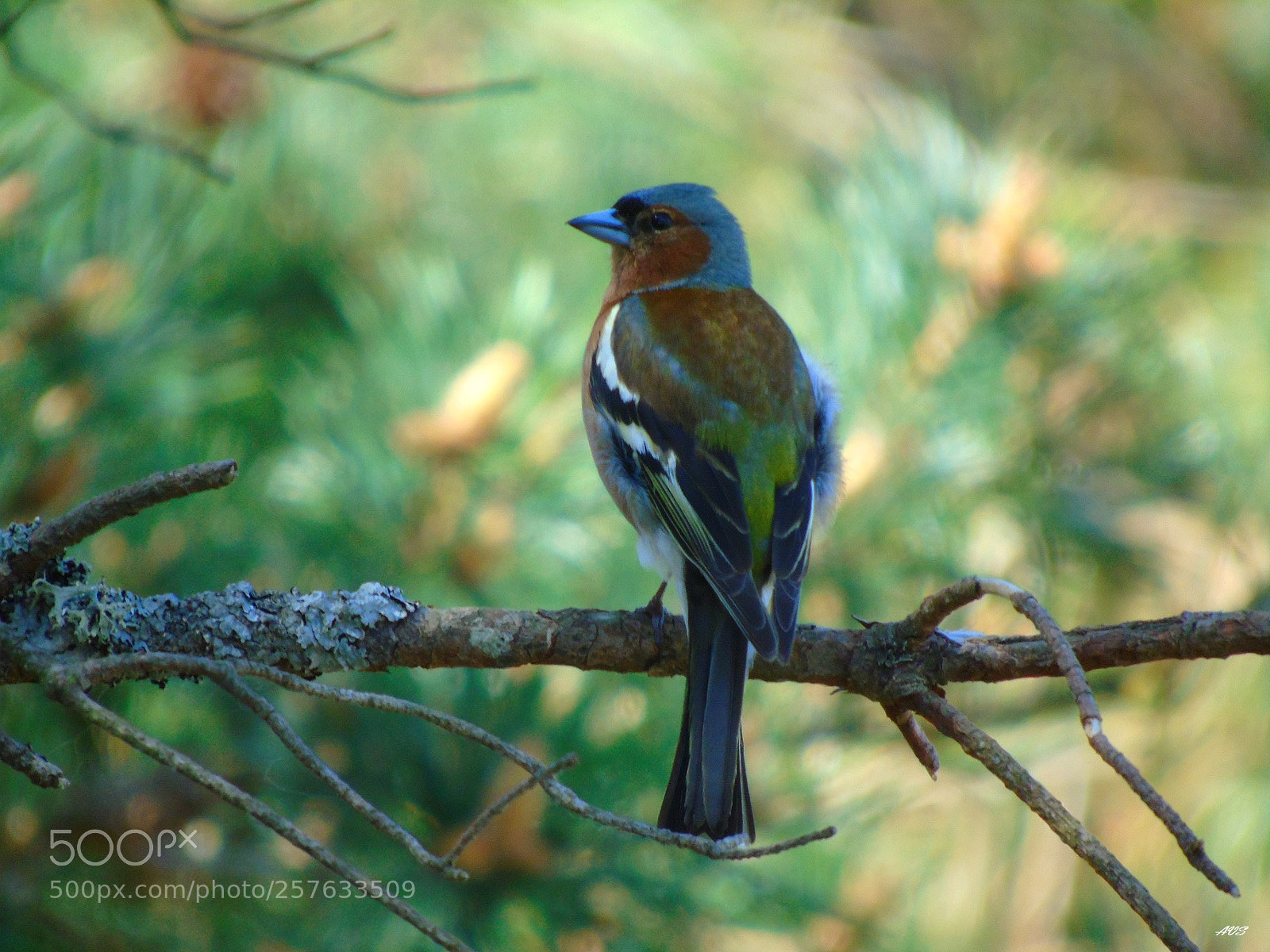 Sony Cyber-shot DSC-H400 sample photo. Chaffinch photography