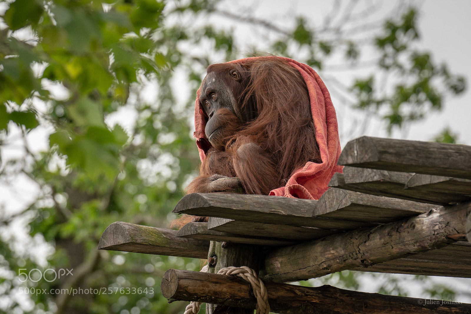Sony a7R III sample photo. Il pleut  photography