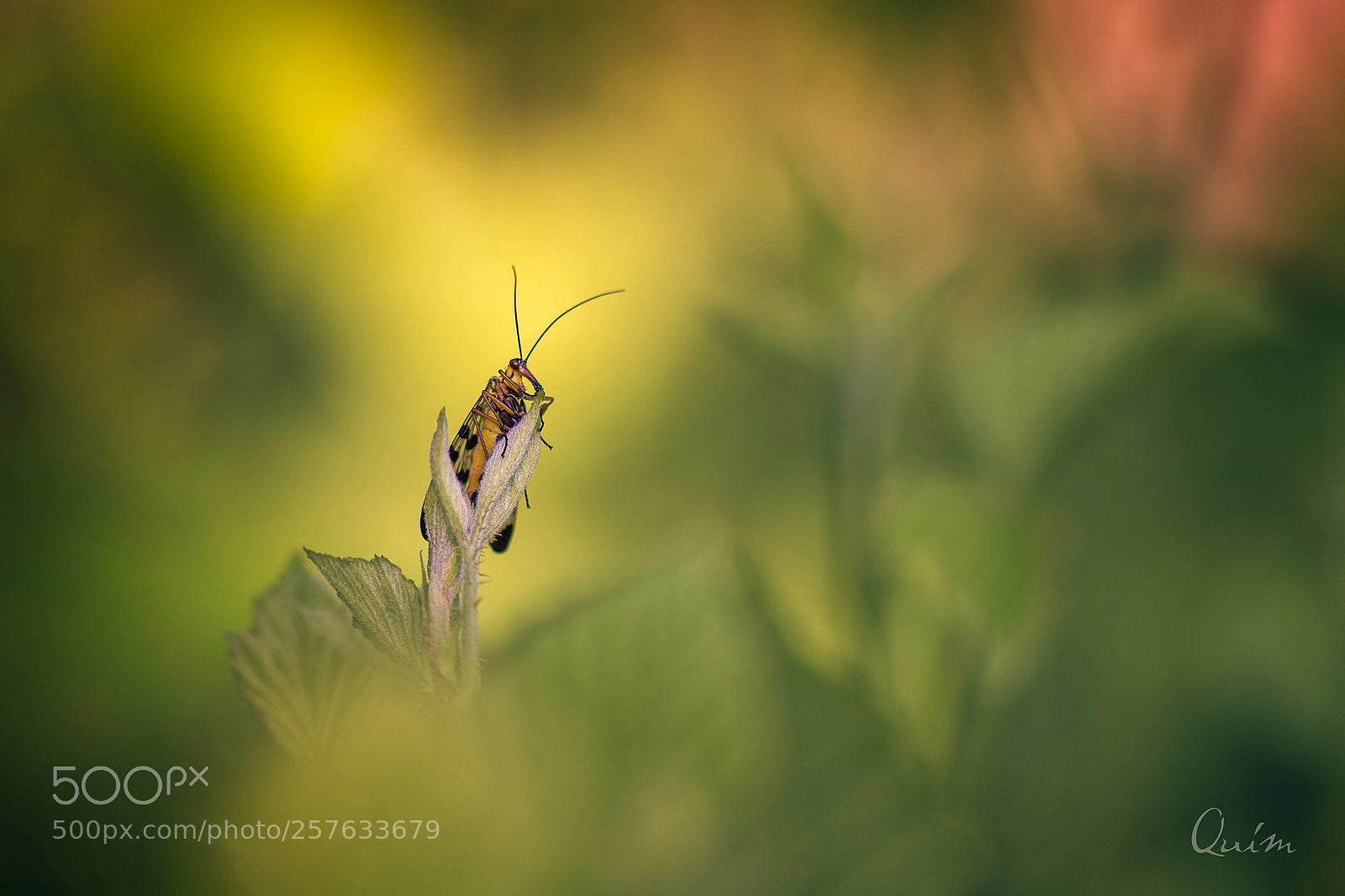 Nikon D7100 sample photo. Mecoptera photography