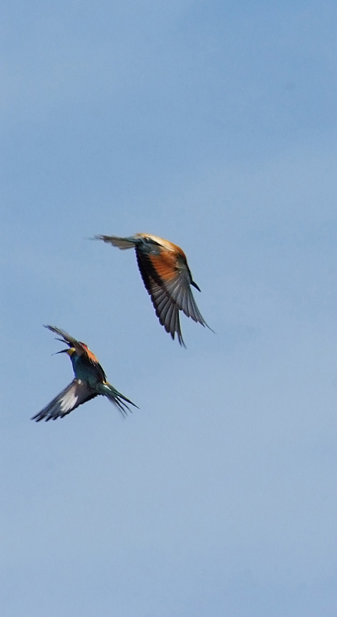 Fujifilm FinePix S5 Pro sample photo. Bee-eaters in opposite direction photography