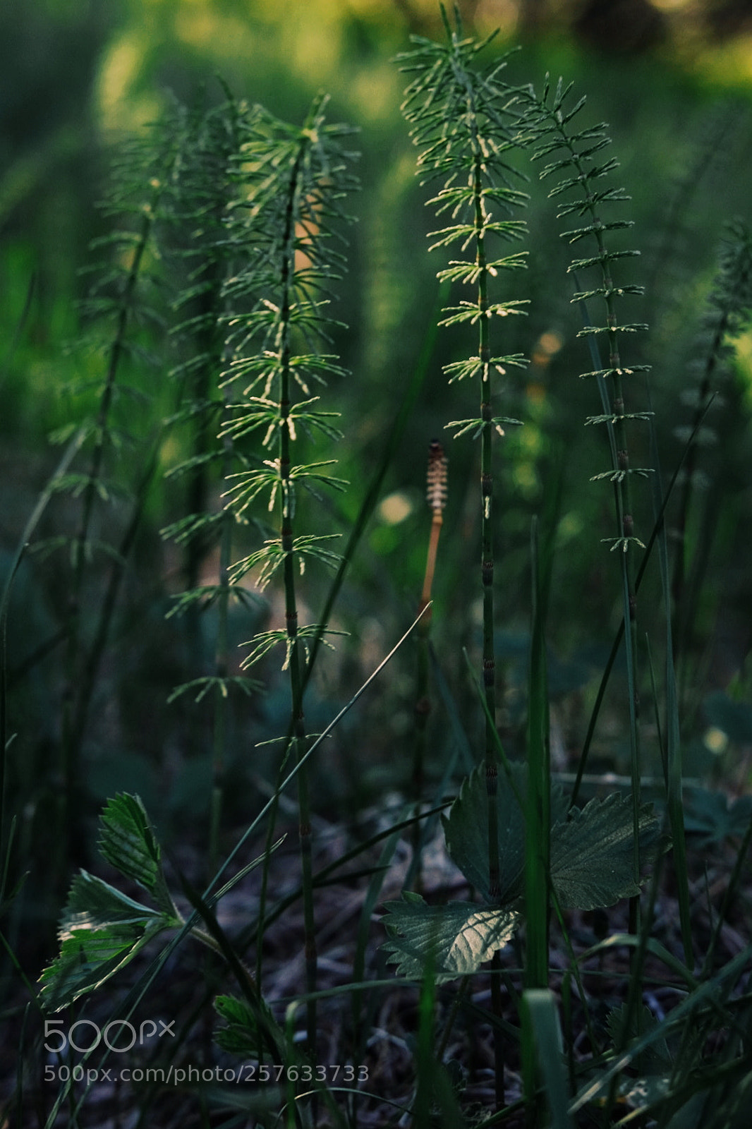 Fujifilm X-T1 sample photo. Green photography