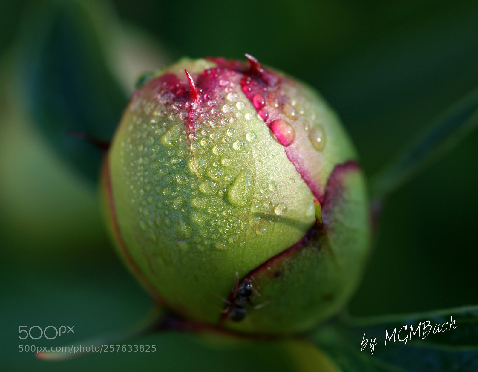 Sony Alpha DSLR-A350 sample photo. Pfingstrosen im morgentau photography