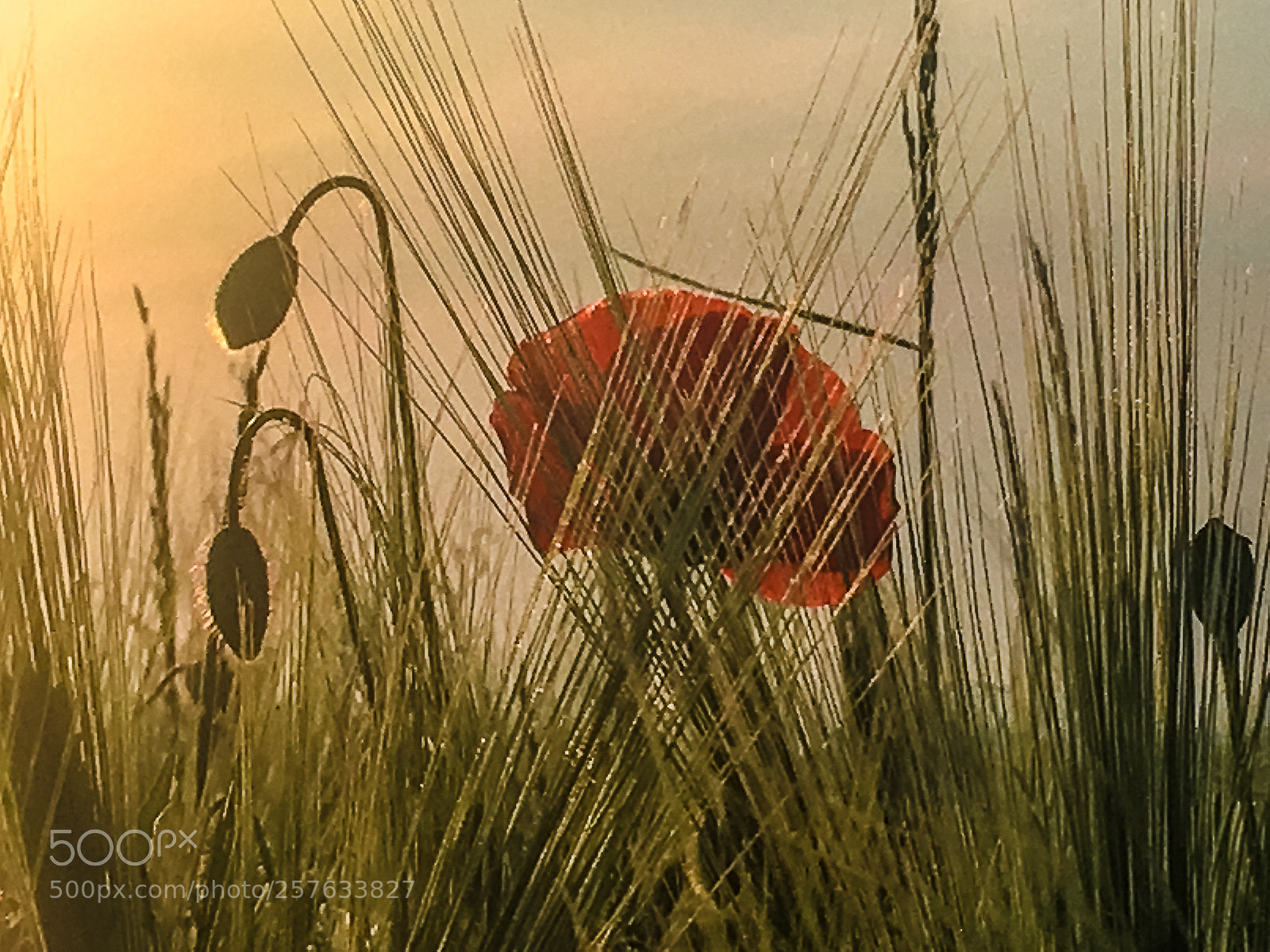 Apple iPhone 6s Plus sample photo. Poppy in the sunset photography