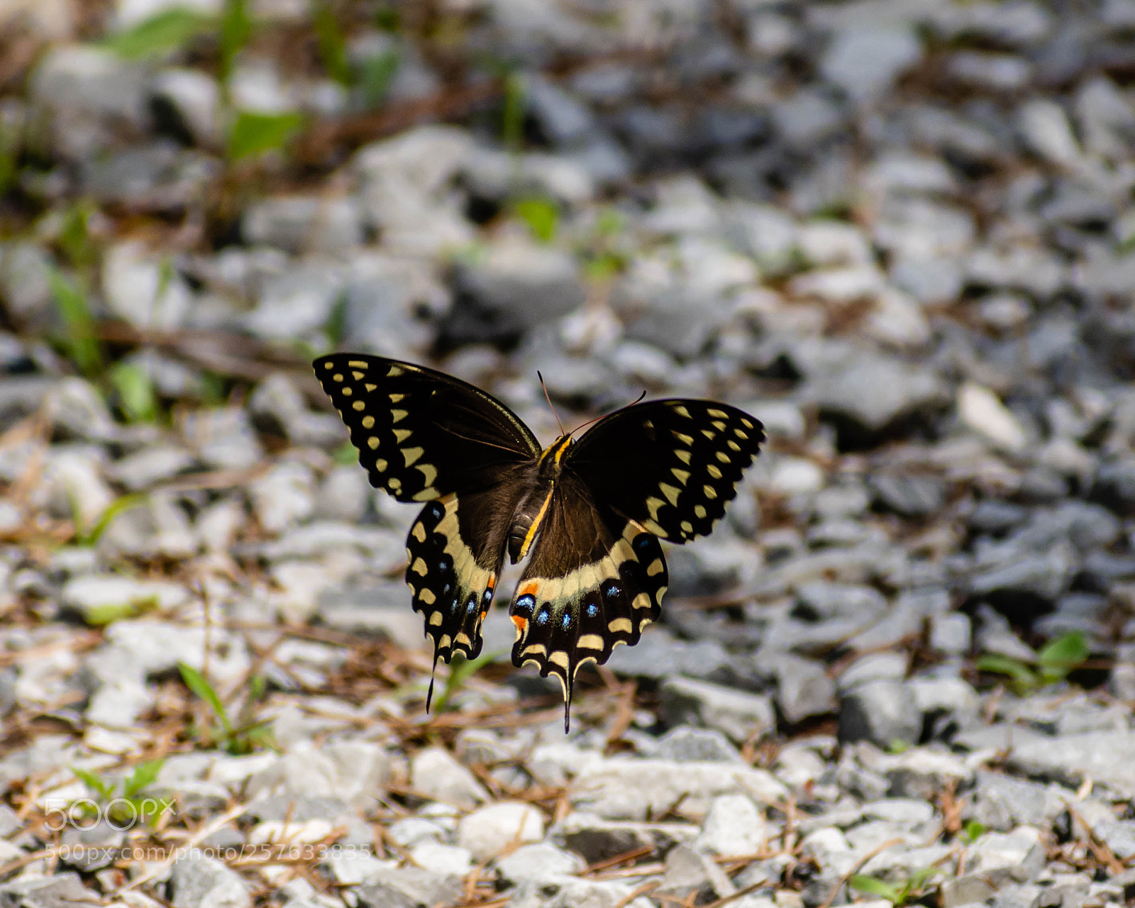 Nikon D7200 sample photo. Black swallowtail photography
