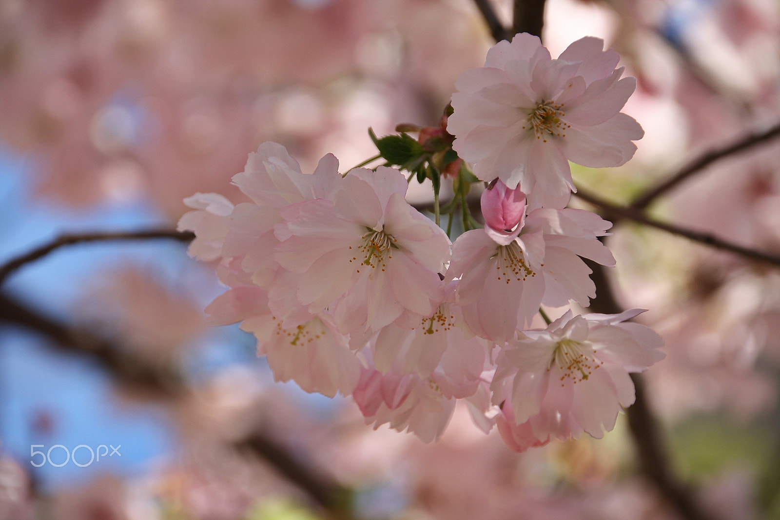 Canon EOS 1000D (EOS Digital Rebel XS / EOS Kiss F) sample photo. Sakura blossom photography