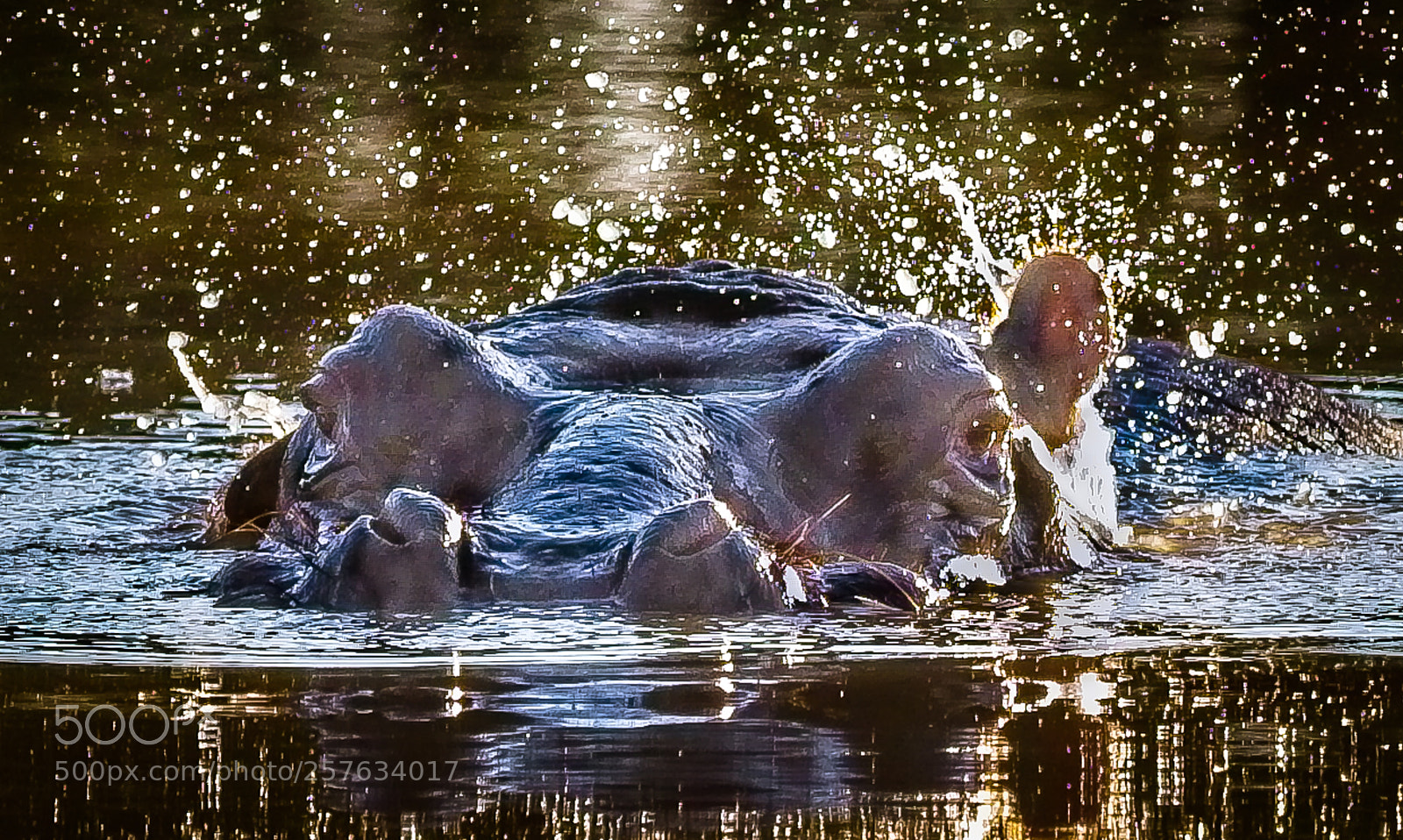 Nikon D500 sample photo. Hippo splash photography