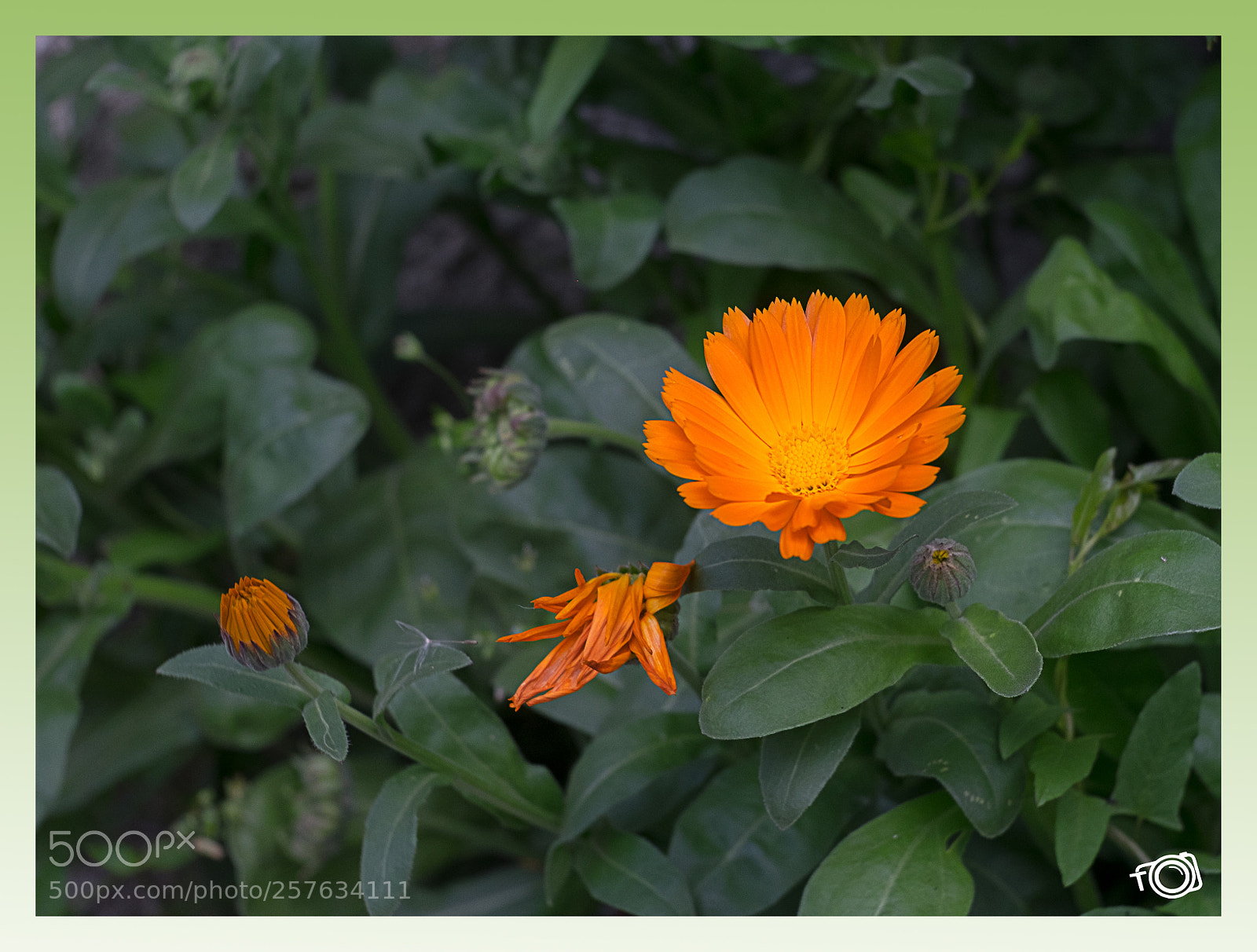 Fujifilm X-E2 sample photo. Untitled photography