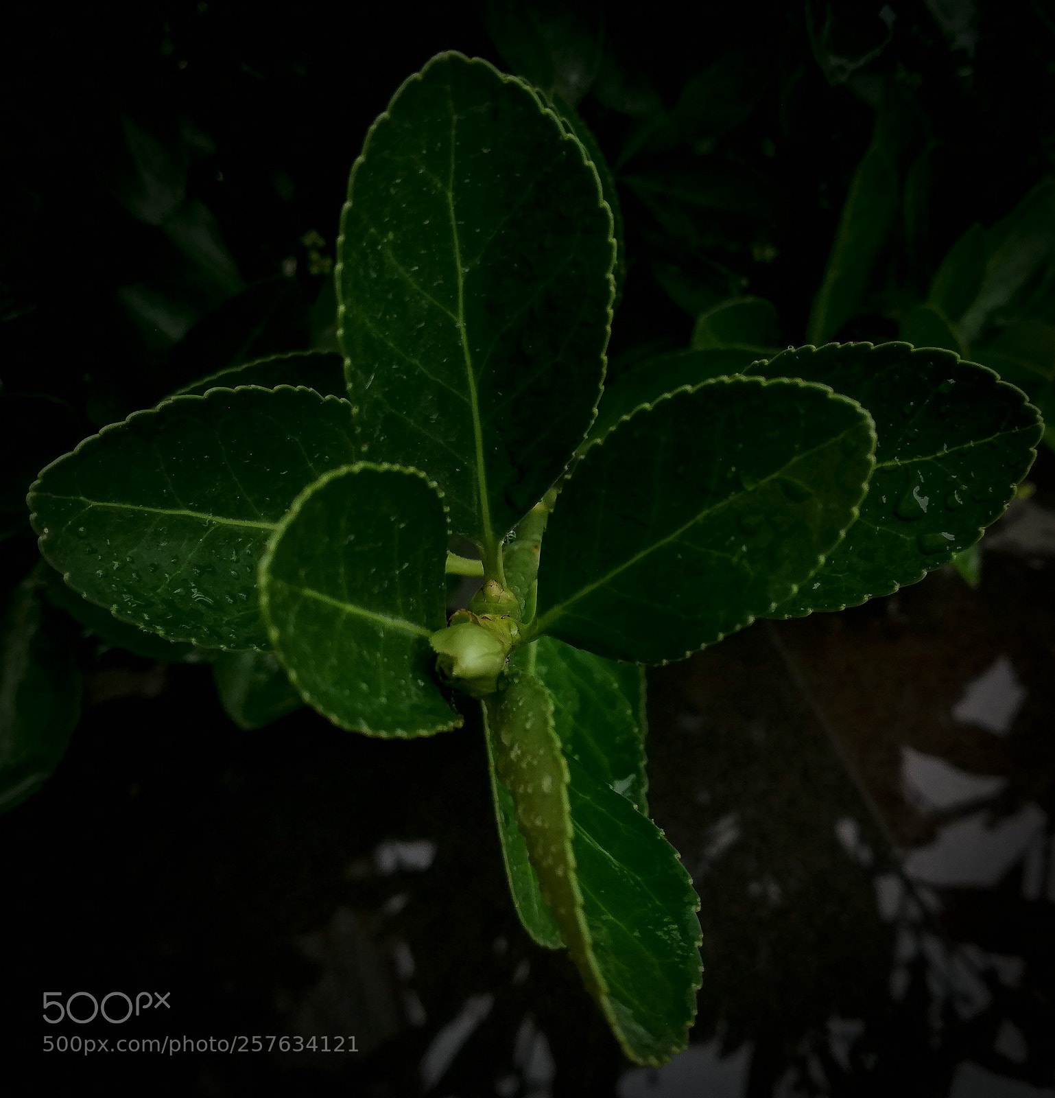HUAWEI P20 lite sample photo. Untitled photography