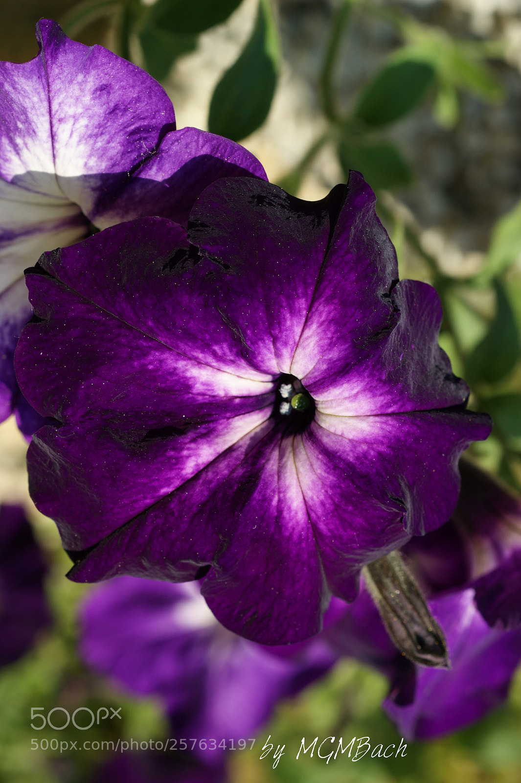 Sony Alpha DSLR-A350 sample photo. My garden photography