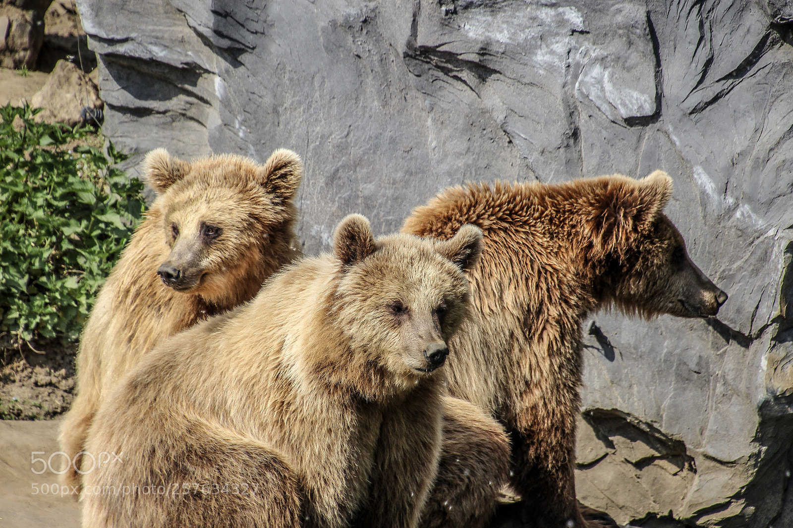 Canon EOS 1200D (EOS Rebel T5 / EOS Kiss X70 / EOS Hi) sample photo. 3 brown bears  photography