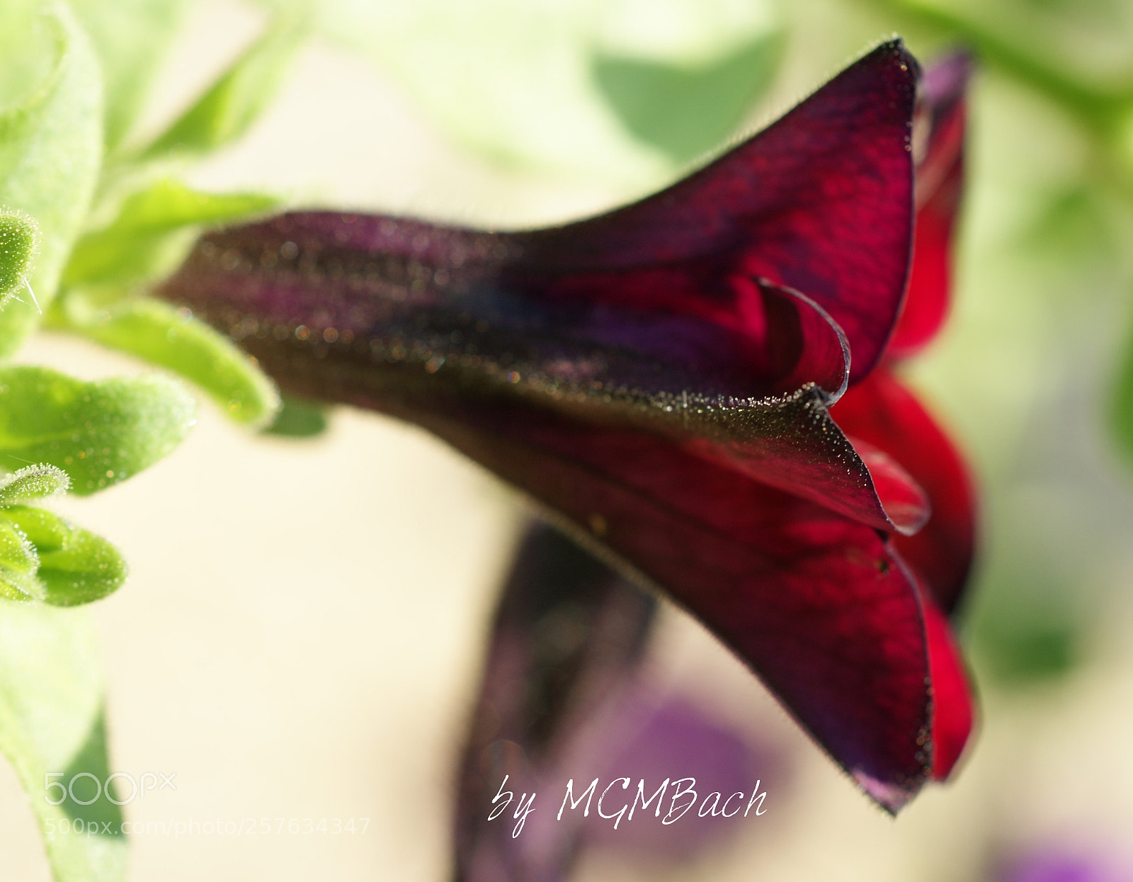 Sony Alpha DSLR-A350 sample photo. In the morning photography