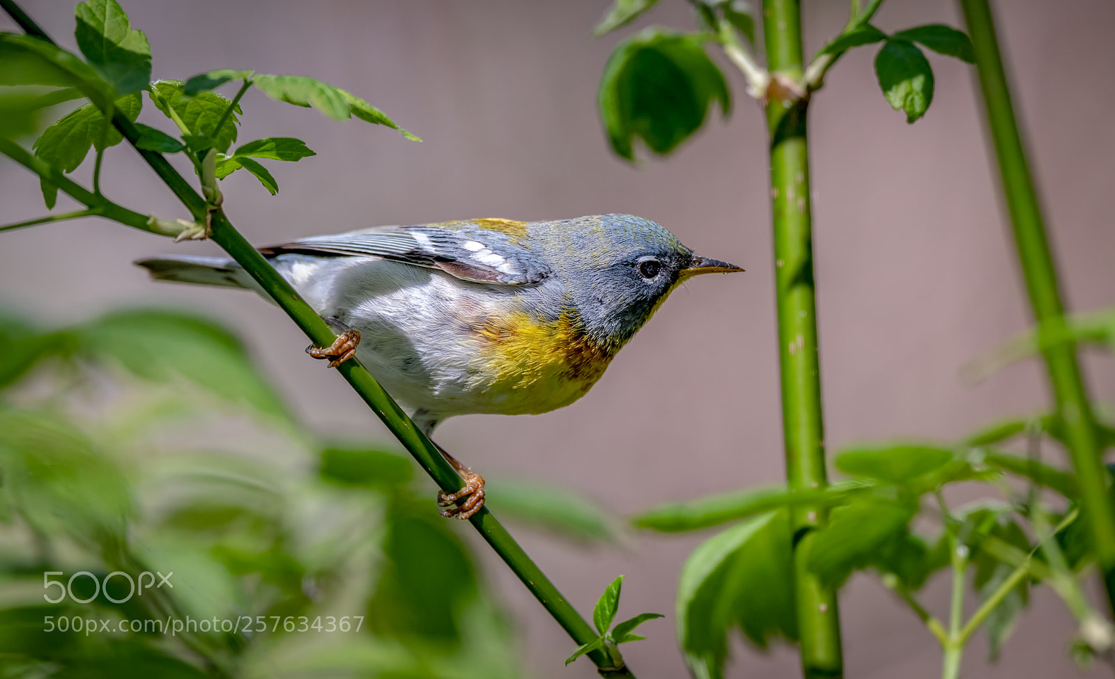 Nikon D500 sample photo. Northern parula photography