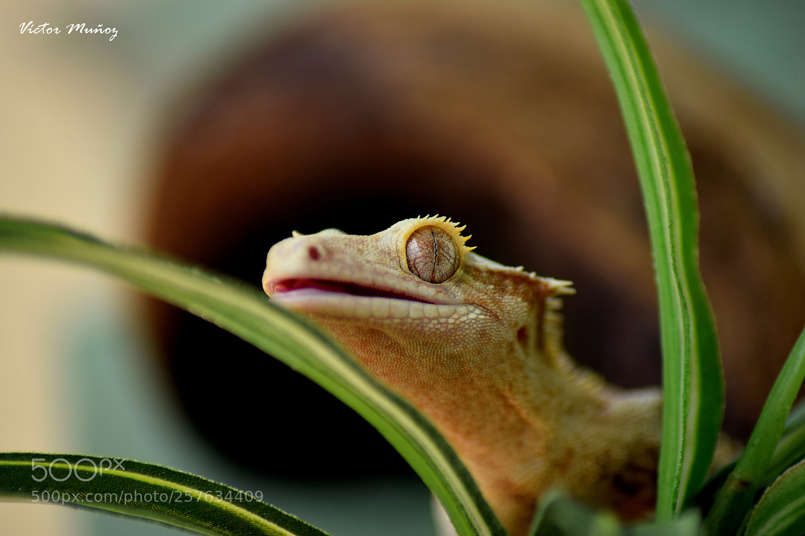 Nikon D3300 sample photo. Crested gecko photography