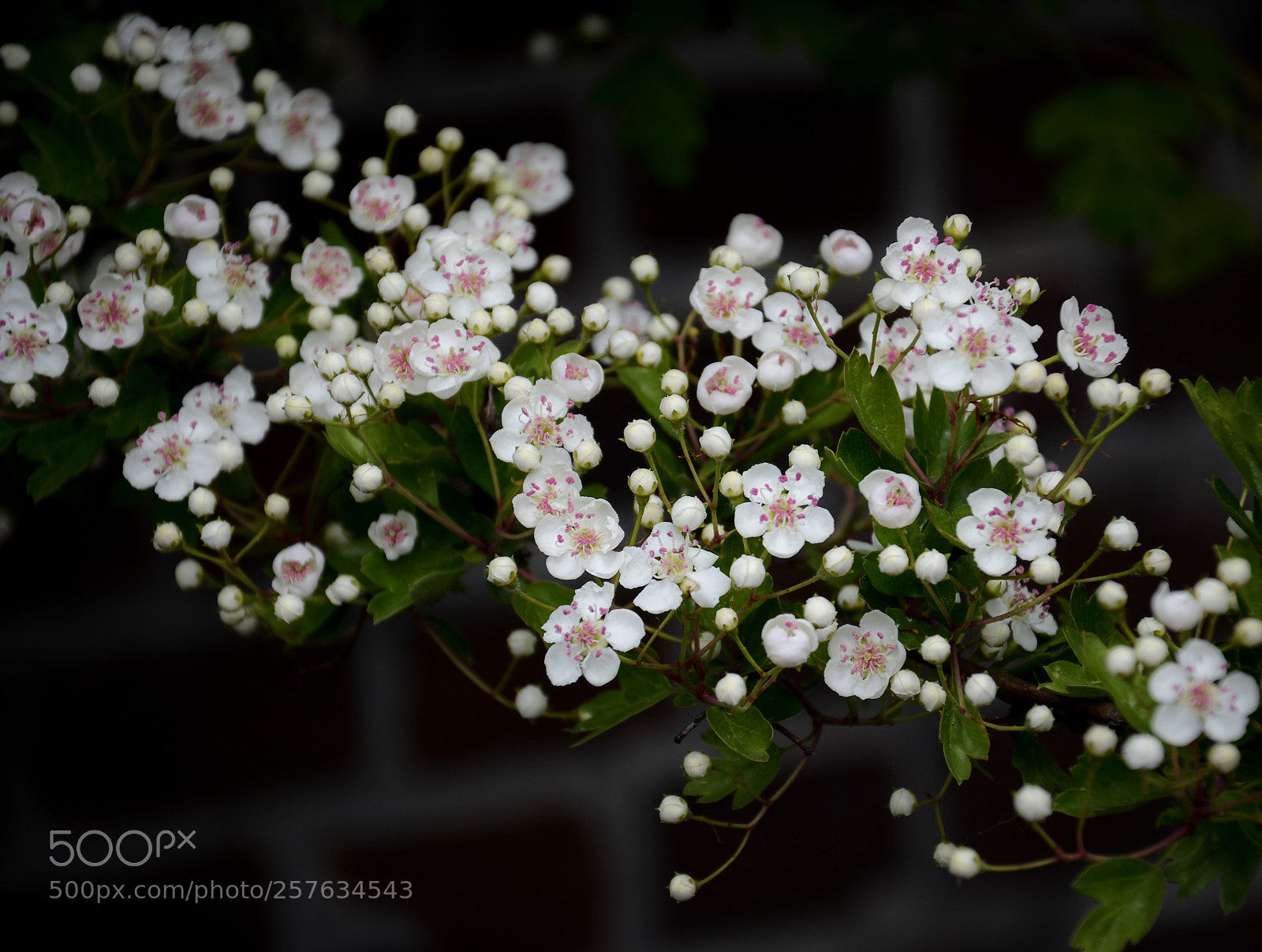 Nikon D7000 sample photo. Soft photography