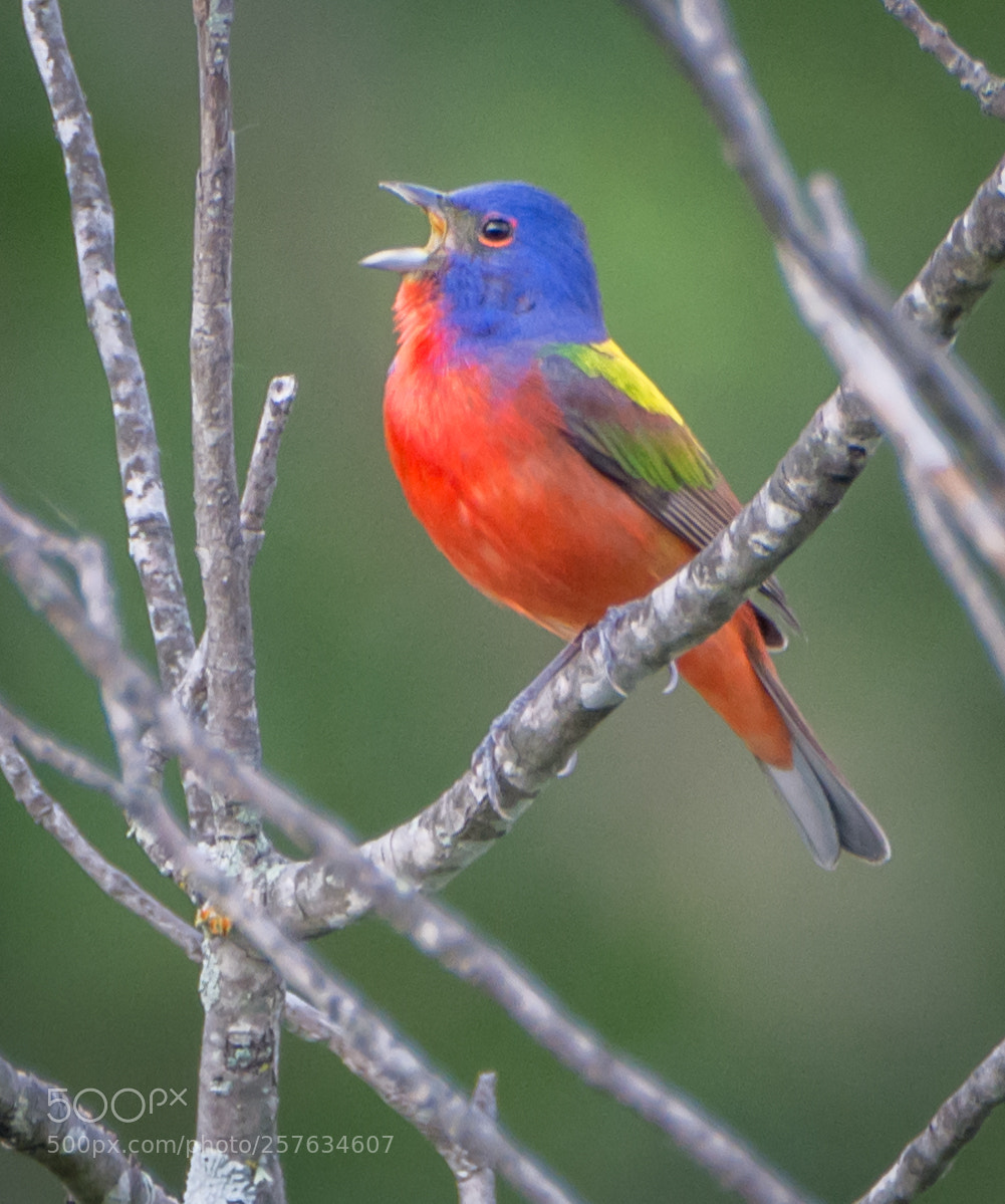 Nikon D7200 sample photo. Painted bunting singing photography