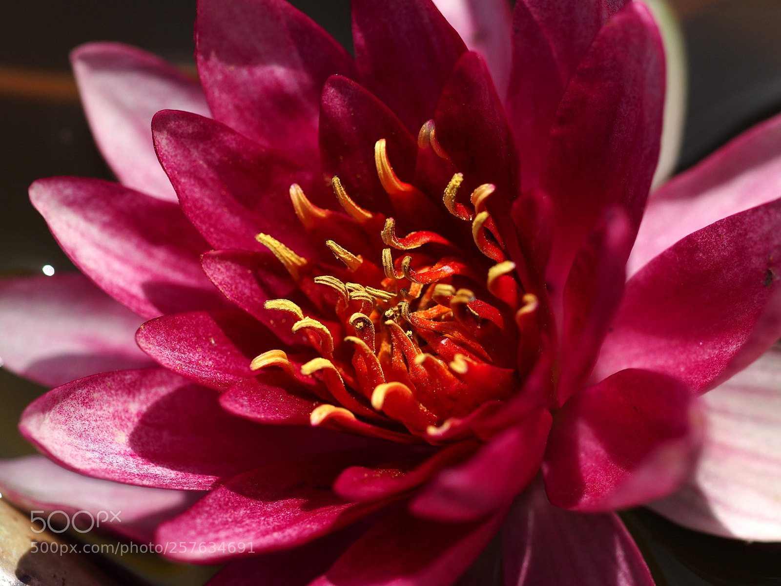 Olympus OM-D E-M1 sample photo. Water lily photography