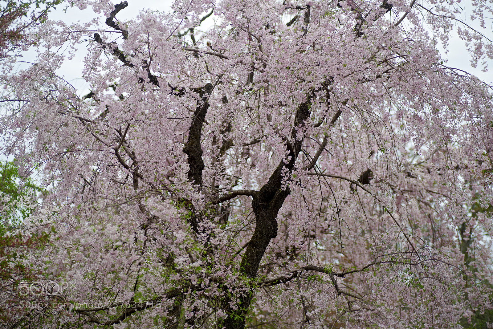 Pentax K-1 sample photo. Weeping cherry tree photography