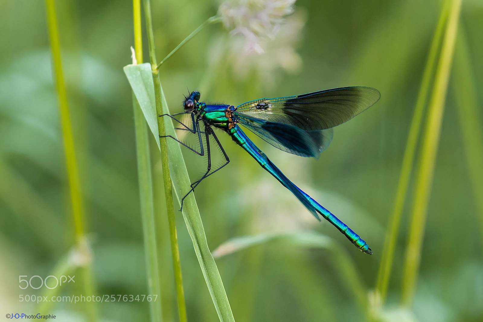 Canon EOS 7D Mark II sample photo. Banded demoiselle, geb nderte photography