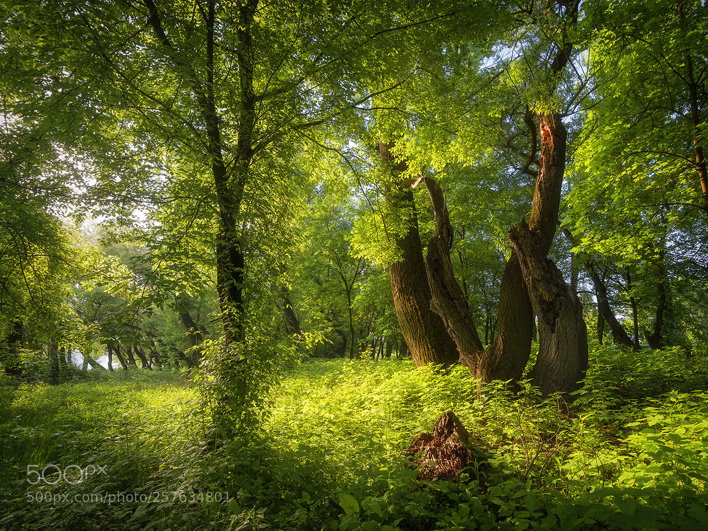 Nikon D5500 sample photo. Forest mood photography