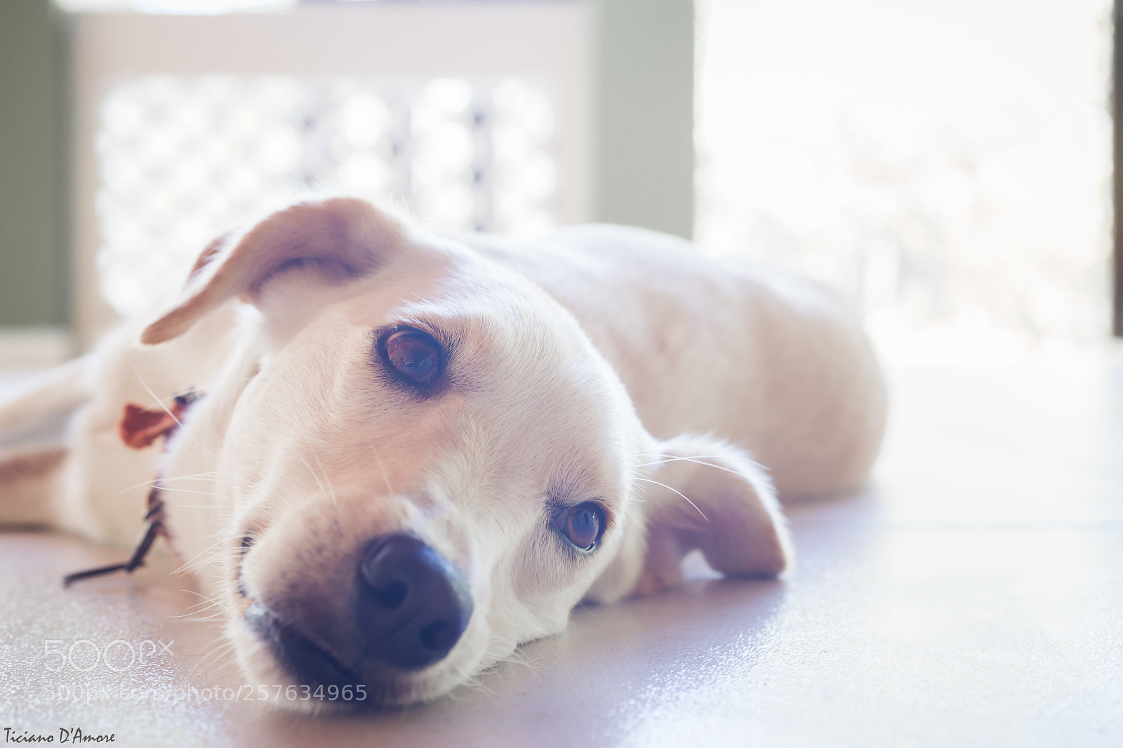Canon EOS 6D sample photo. Meet malu! photography