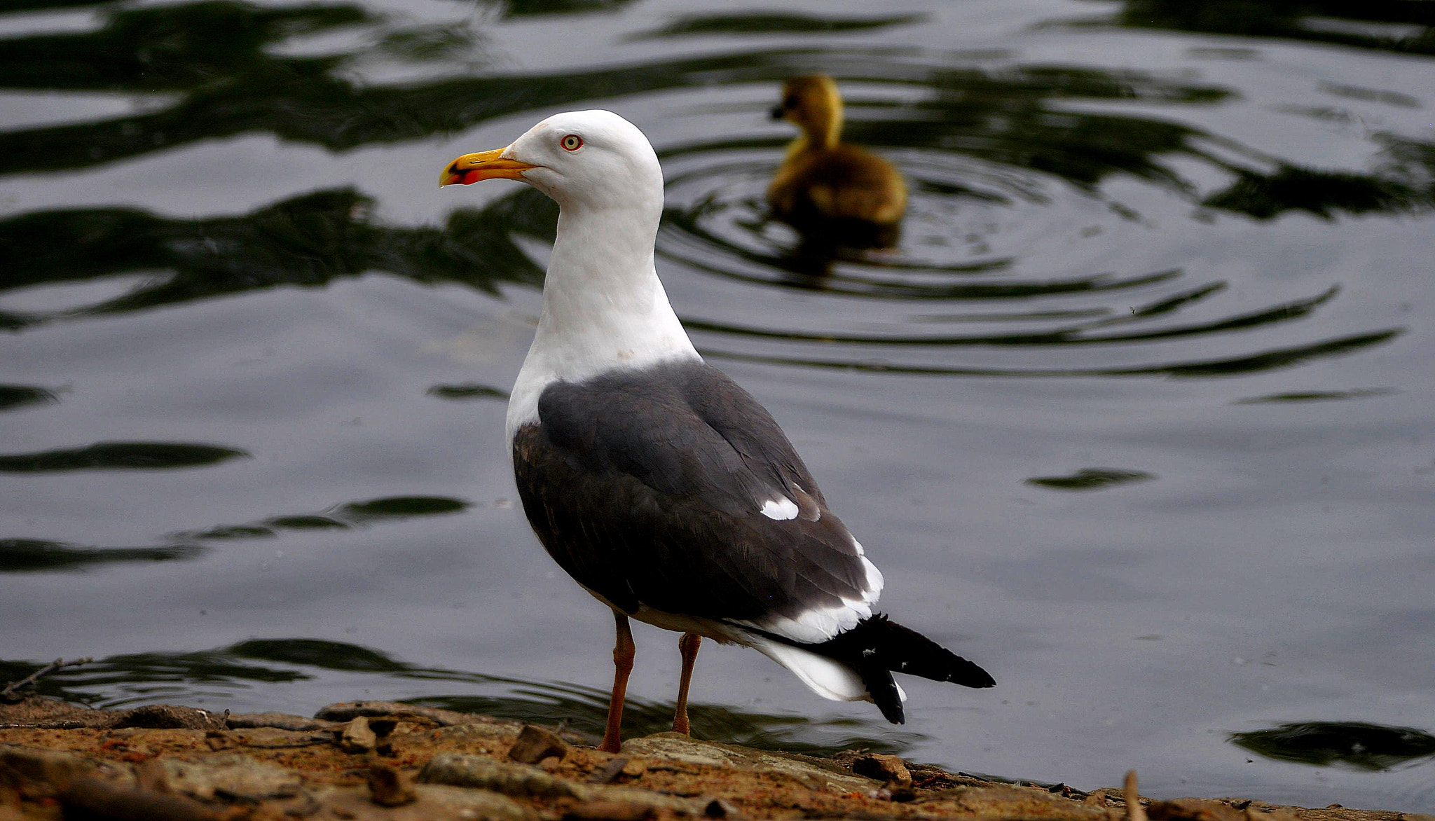 Sigma 150-600mm F5-6.3 DG OS HSM | C sample photo. On  guard photography