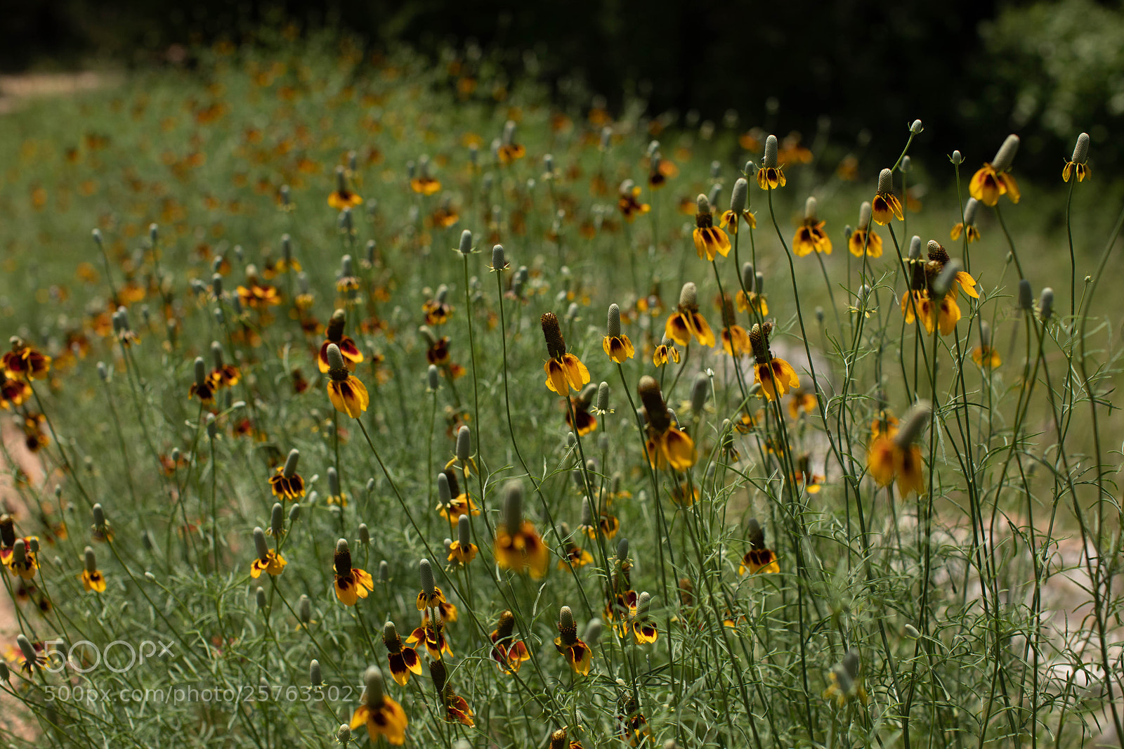 Canon EOS 5D Mark IV sample photo. Texas wildflowers photography