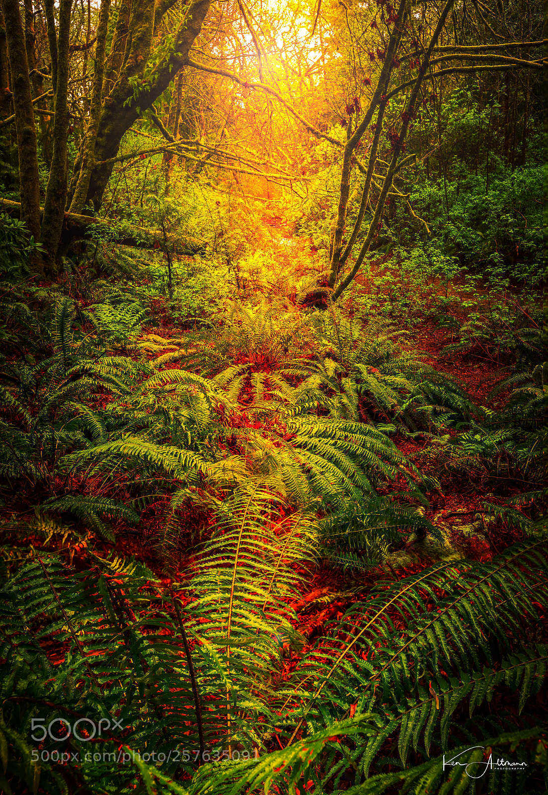 Canon EOS 6D sample photo. Into the forest photography