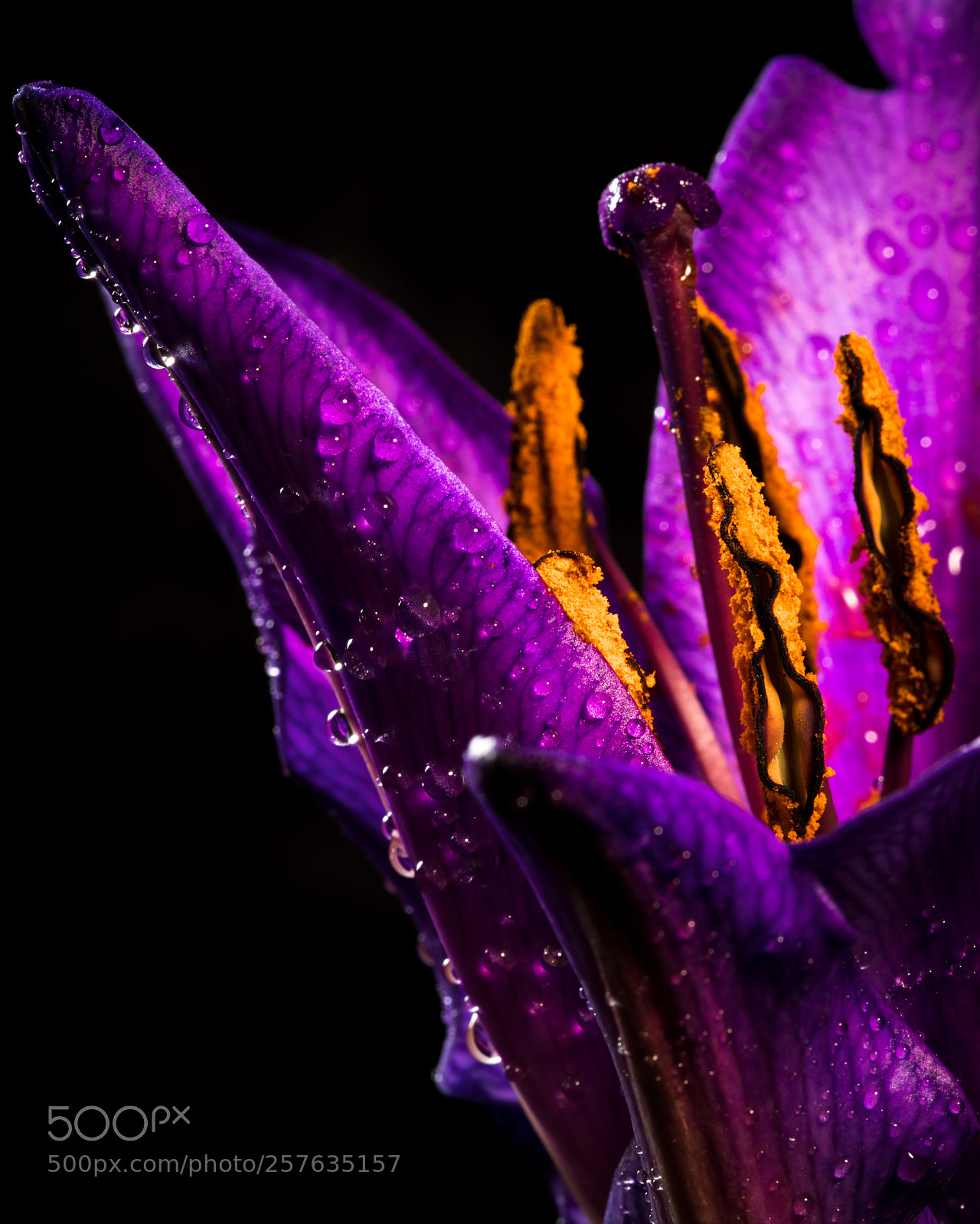 Canon EOS 5D Mark IV sample photo. Purple lily photography