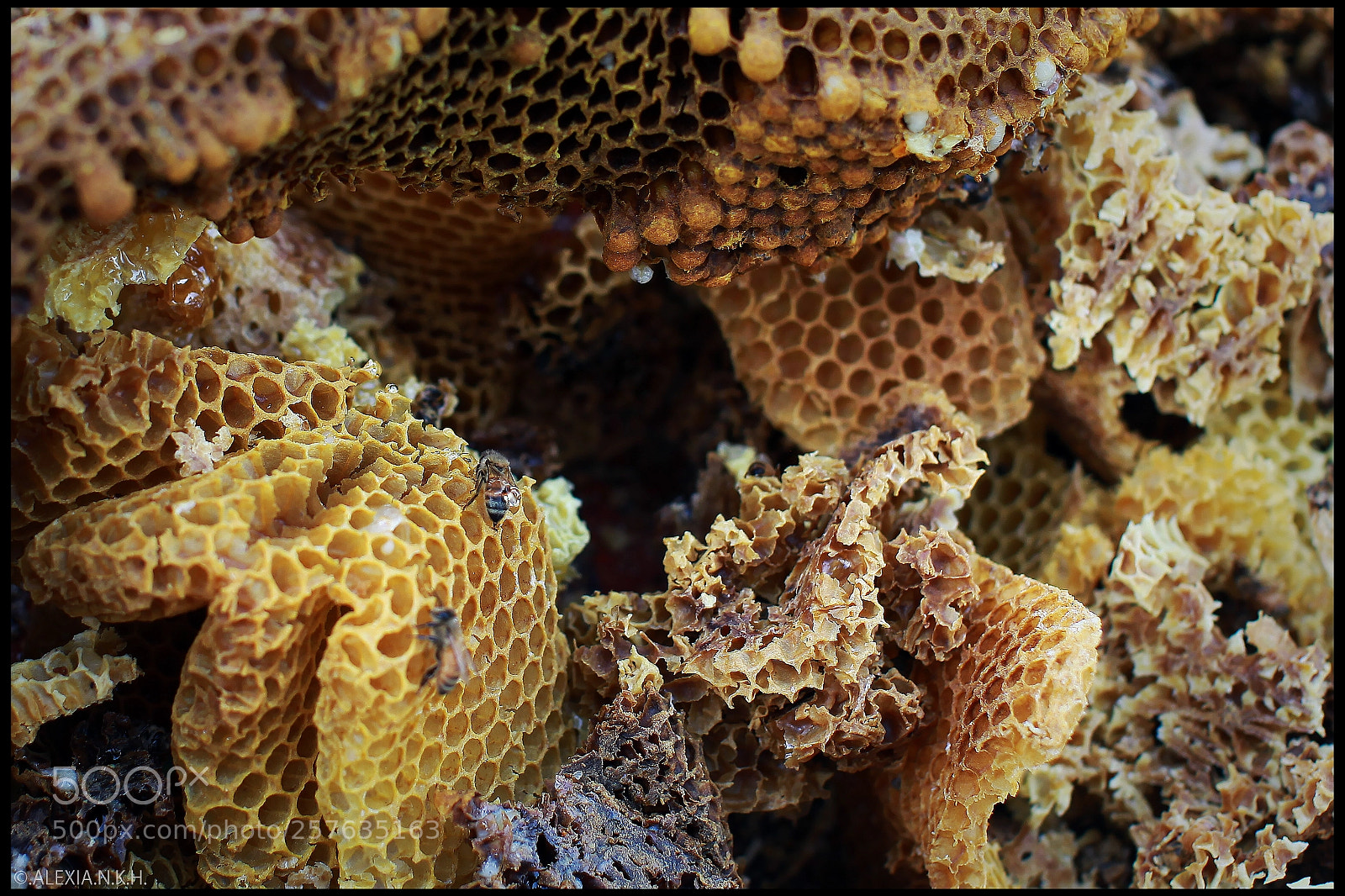Canon EOS 5D Mark II sample photo. Honeycomb photography
