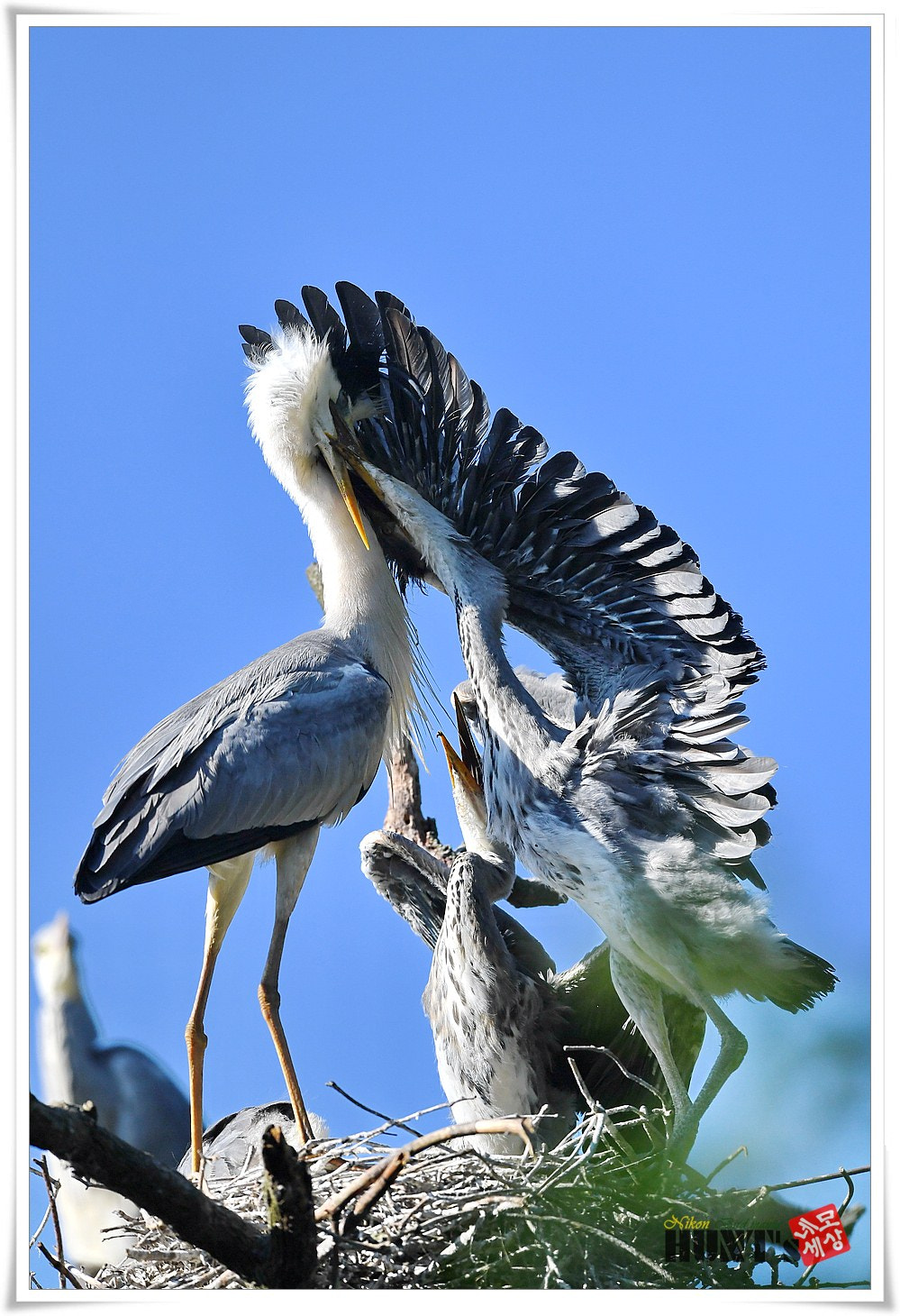 Nikon D5 + Nikon AF-S Nikkor 600mm F4E FL ED VR sample photo. 왜가리 육추 photography