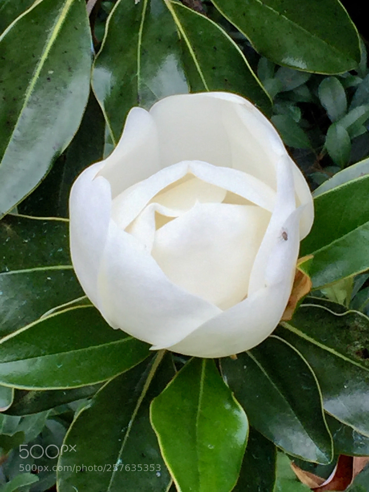 Apple iPhone 6 sample photo. White flower photography