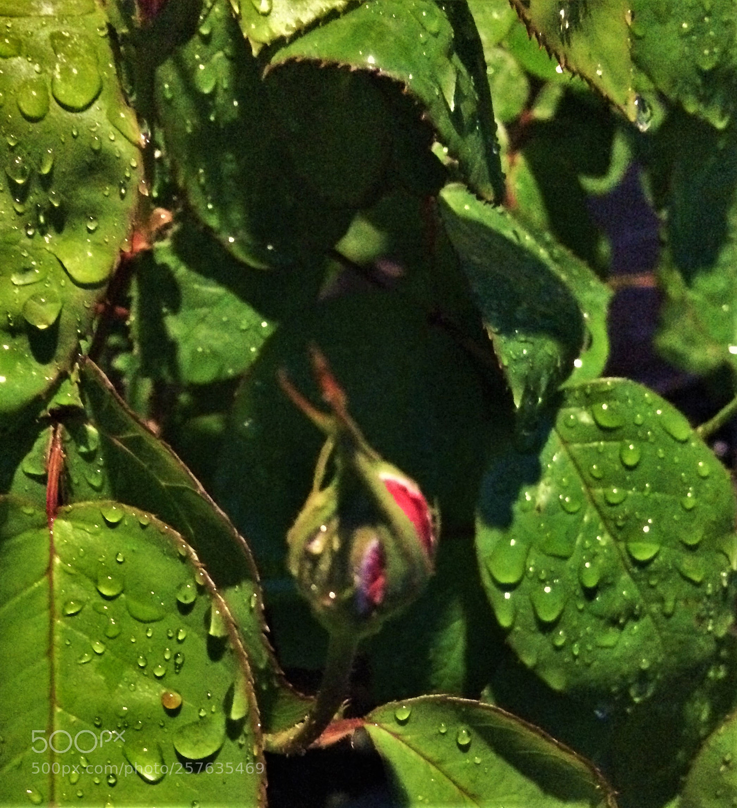 Apple iPhone 5s sample photo. Roses in the hood photography