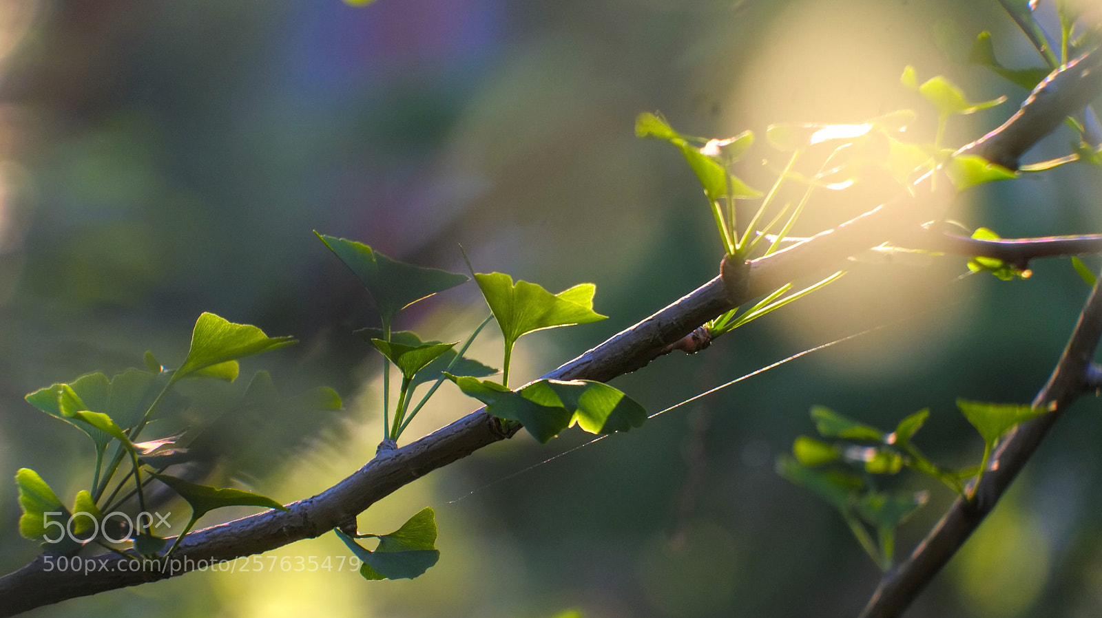 Fujifilm X-E1 sample photo. Gingko in a polish photography