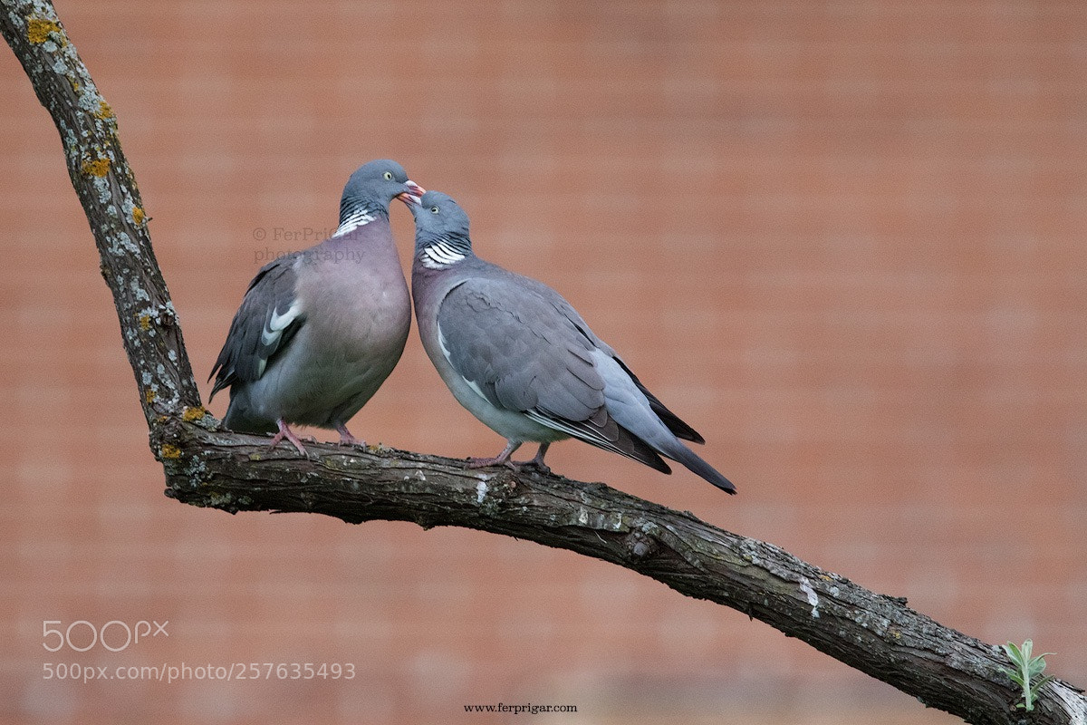 Canon EOS 7D Mark II sample photo. Spring in the city photography