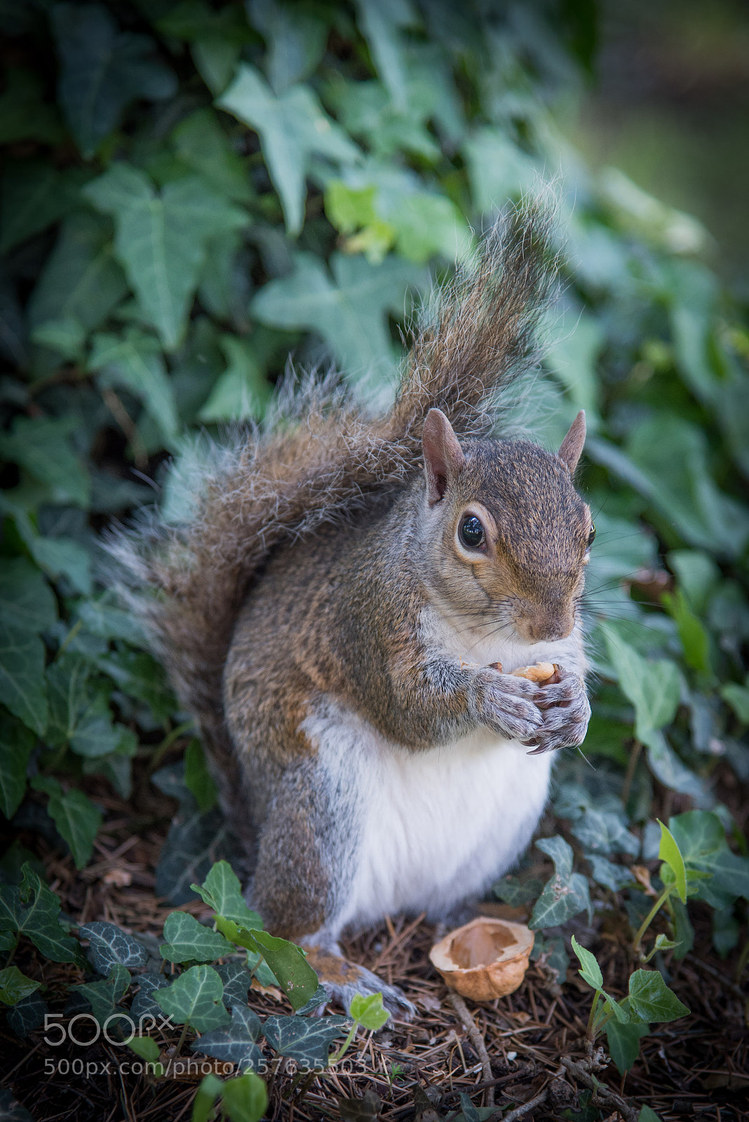 Nikon D750 sample photo. Squirrel photography