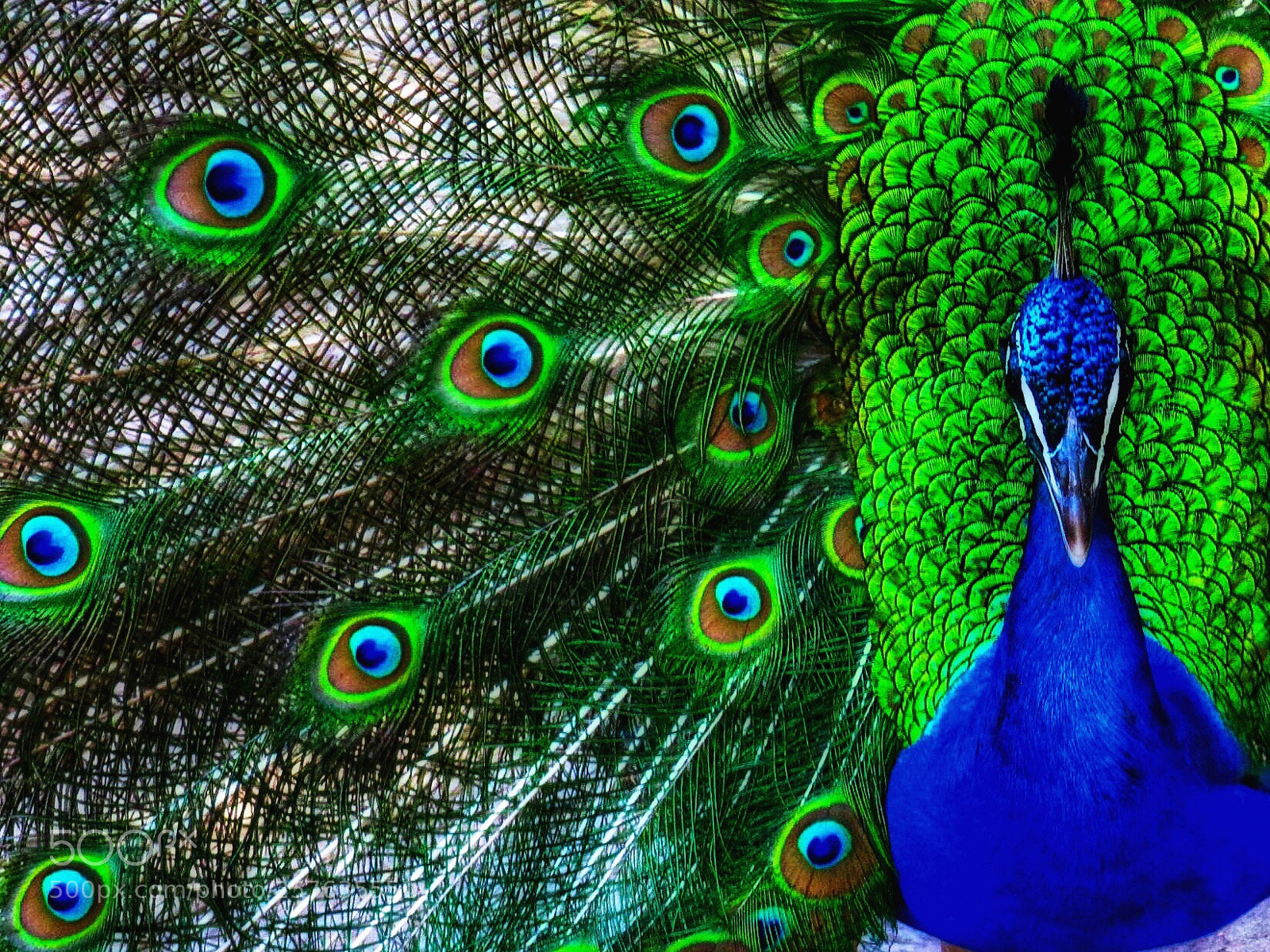 Canon PowerShot SX200 IS sample photo. Paon bleu  photography