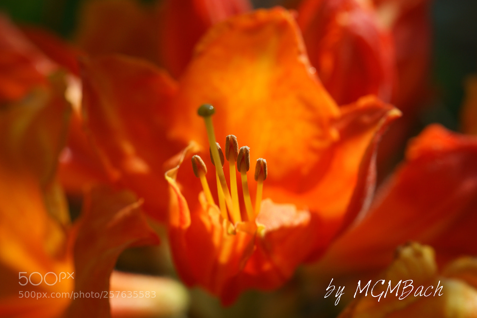 Sony Alpha DSLR-A350 sample photo. The flowers secret photography