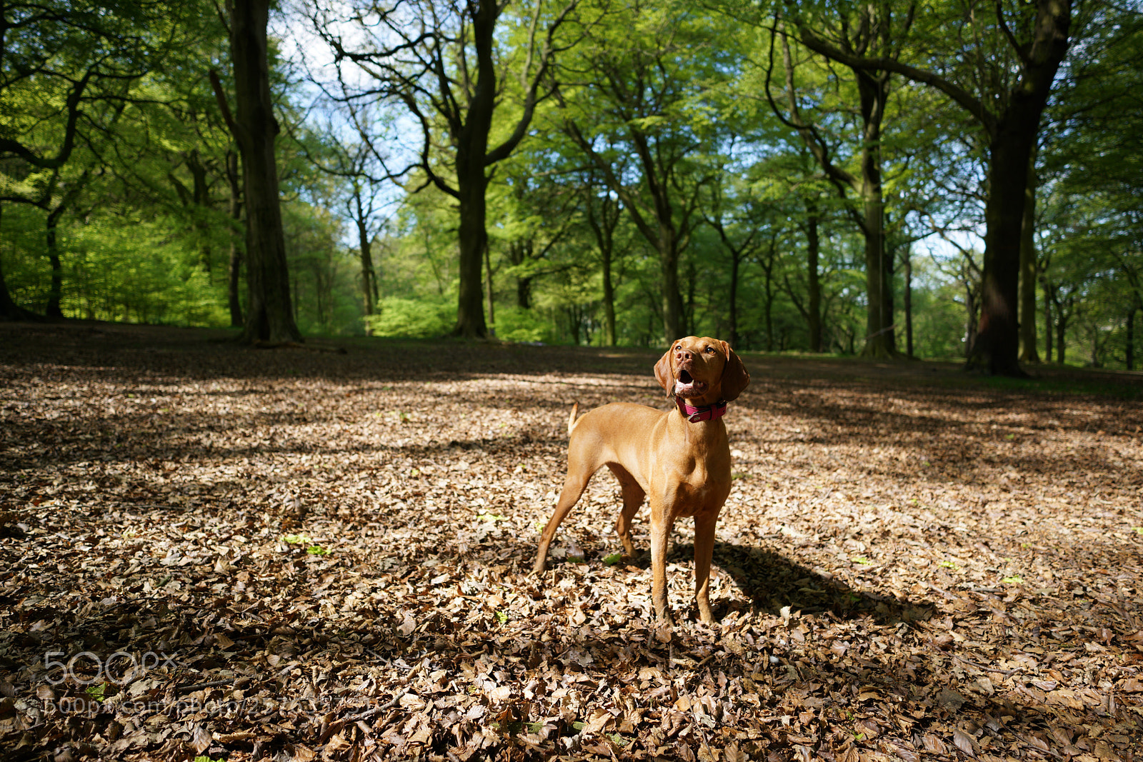 Sony a7R II sample photo. Vizsla in the woods photography