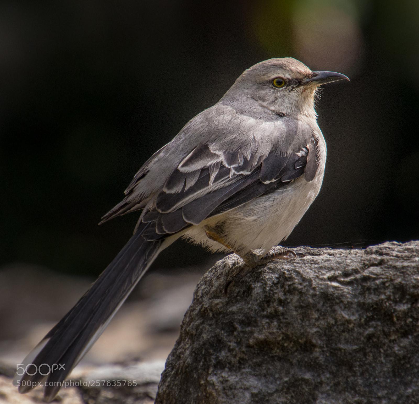 Nikon D7200 sample photo. Resting bird photography