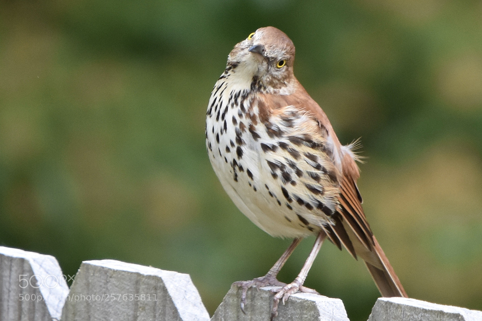 Nikon D7200 sample photo. Brown thrasher photography