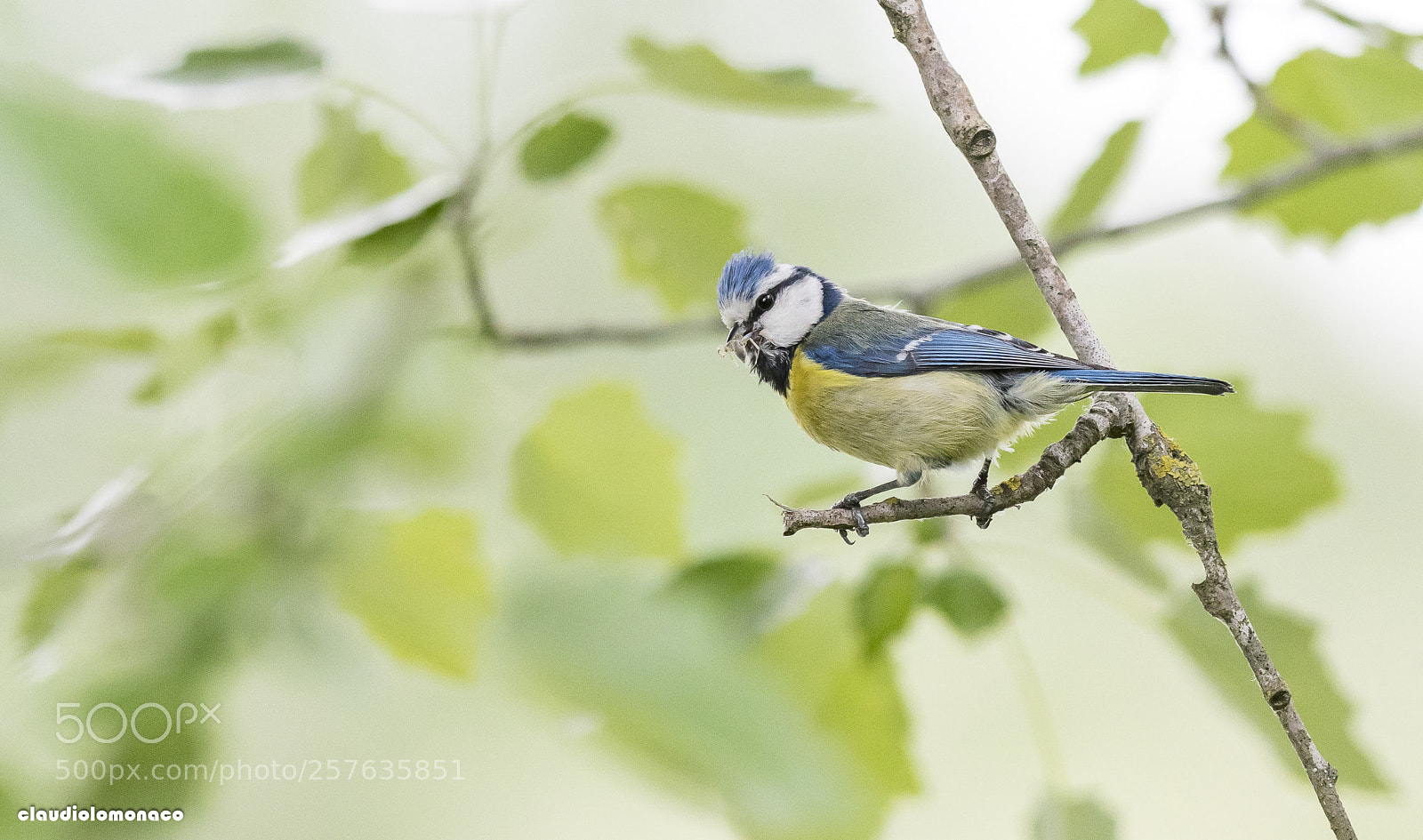 Nikon D500 sample photo. Feeding photography