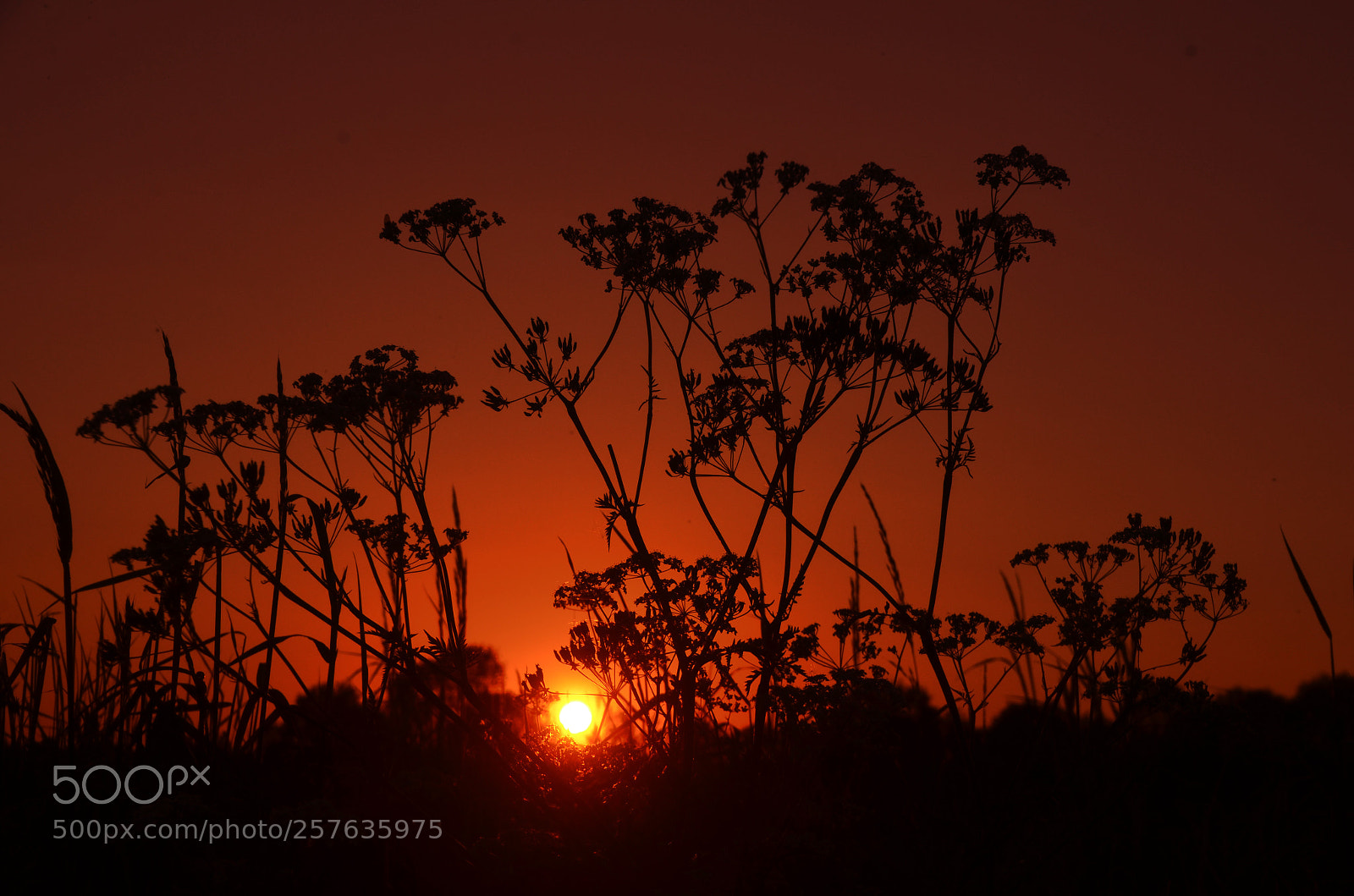 Nikon D7000 sample photo. Hogweed photography