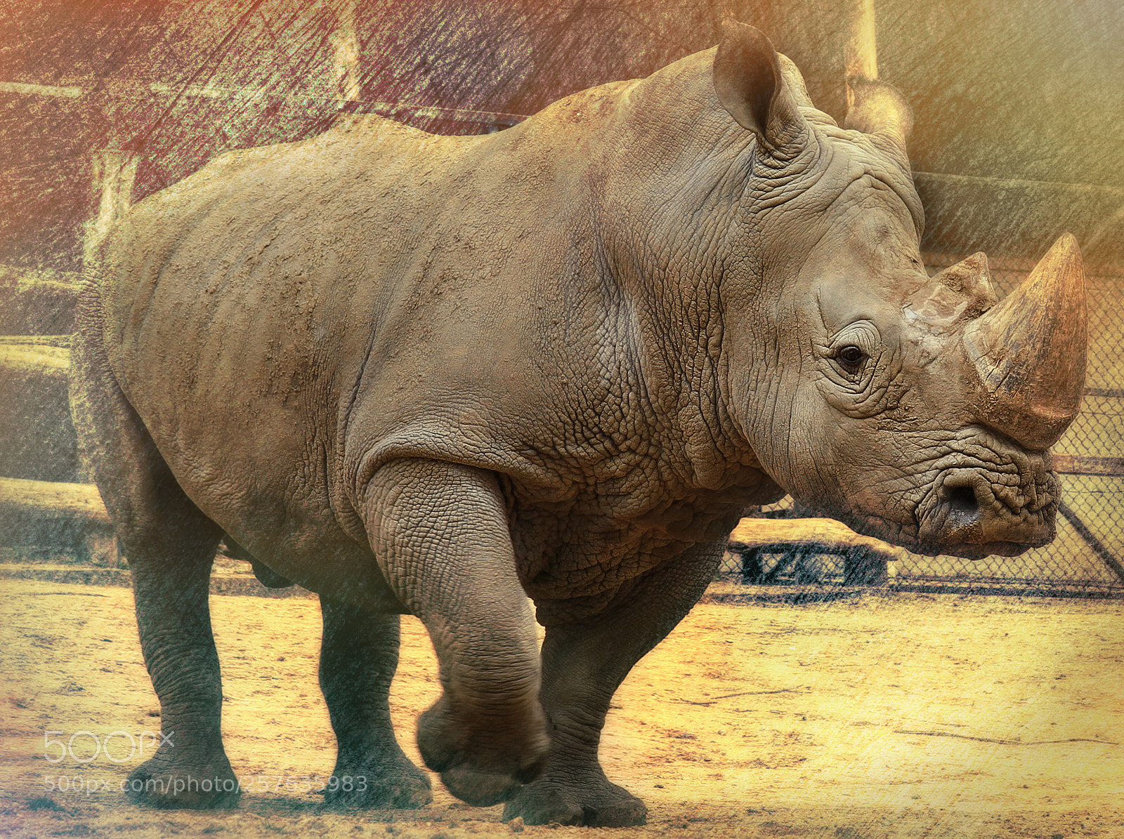 Canon EOS 7D sample photo. Rhino photography