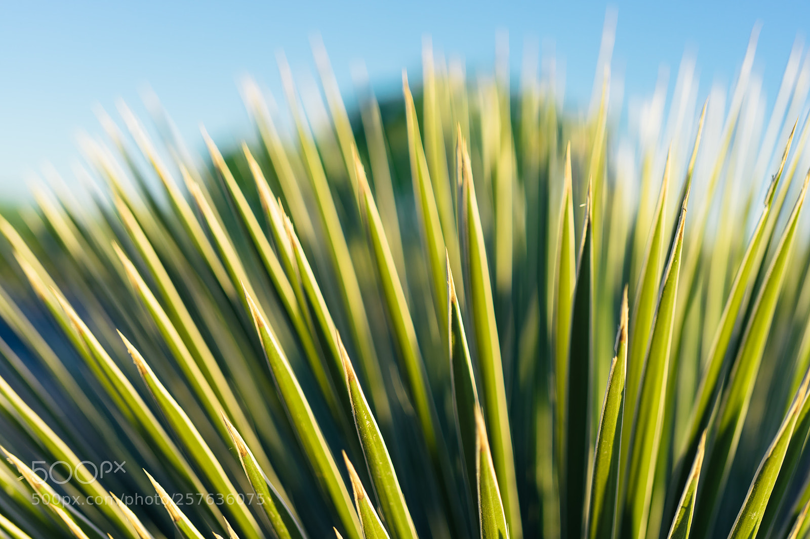 Sony a7 II sample photo. Bristle photography