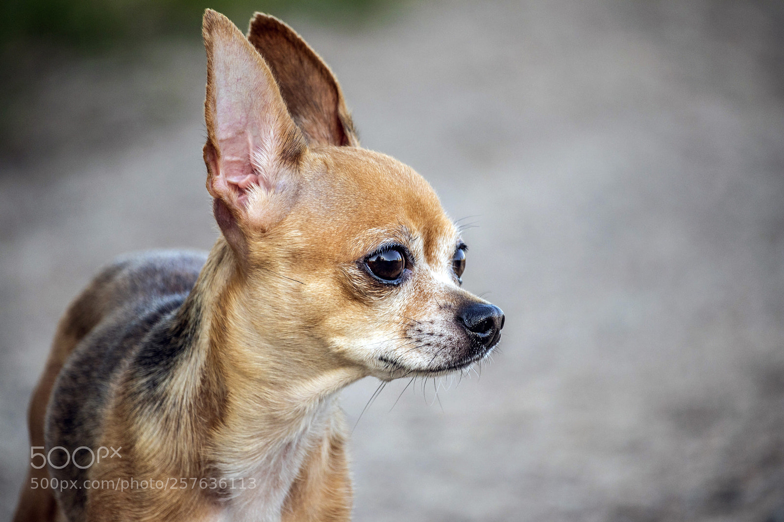 Canon EOS 77D (EOS 9000D / EOS 770D) sample photo. Untitled photography