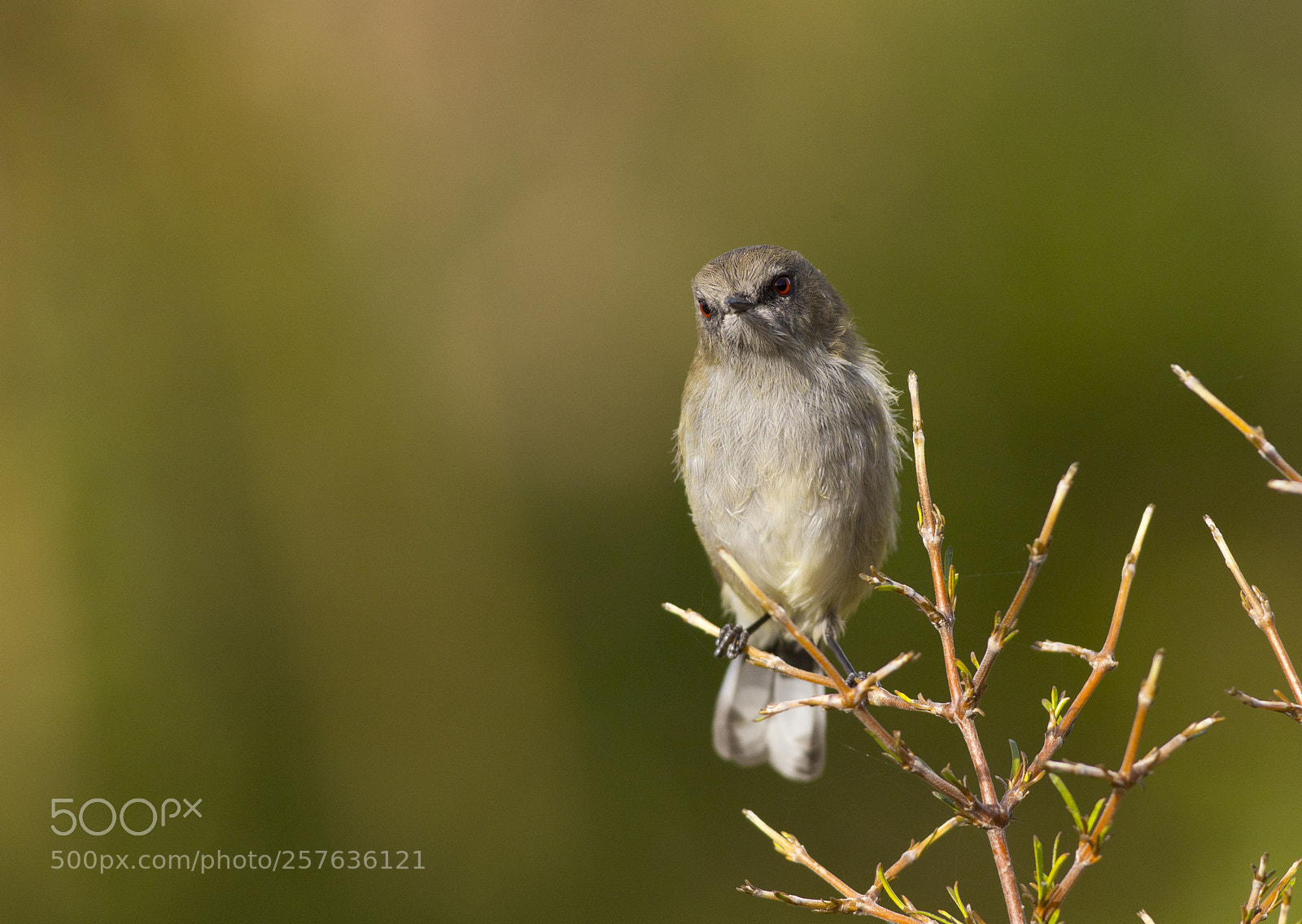 Canon EOS 6D sample photo. Grey warbler stretched out photography