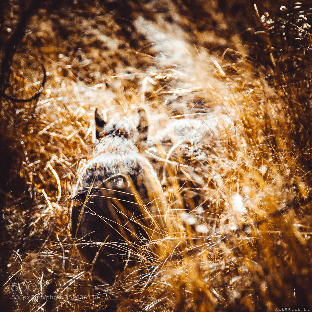 Canon EOS 7D Mark II sample photo. The common warthog photography