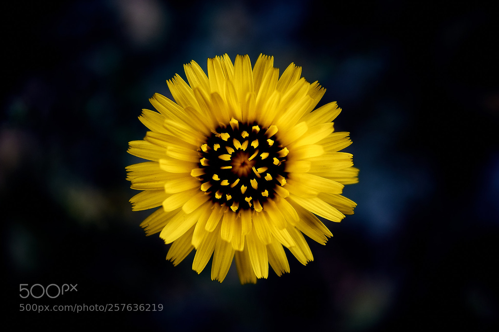 Sony ILCA-77M2 sample photo. En la mitad photography