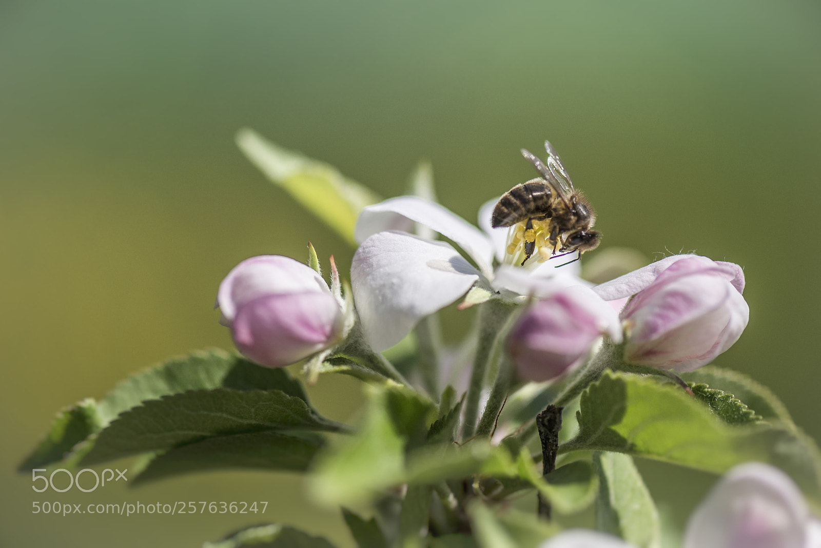 Nikon D610 sample photo. Biene an apfelblüte photography