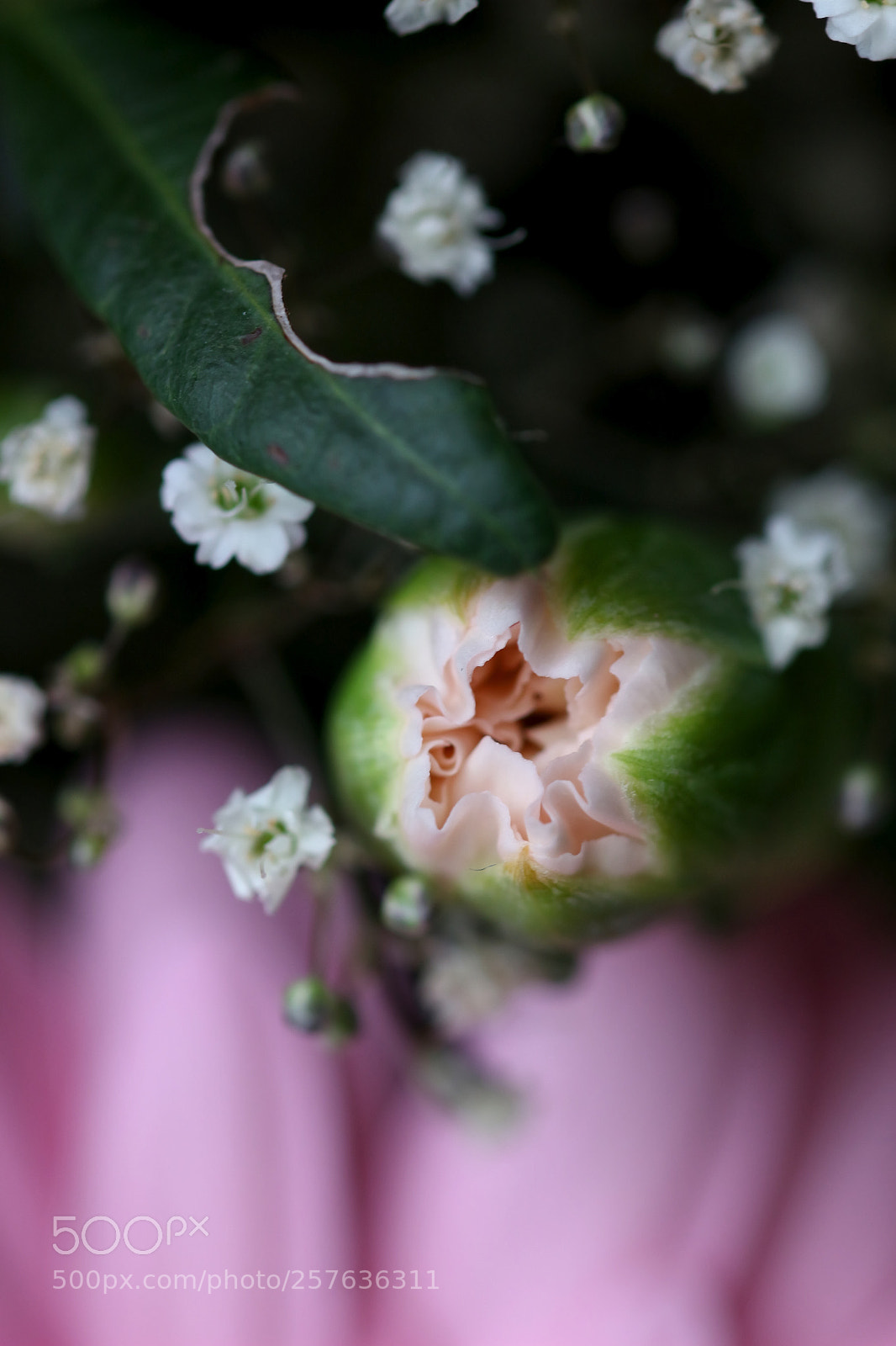 Canon EOS 100D (EOS Rebel SL1 / EOS Kiss X7) sample photo. Softness... photography